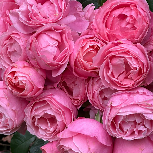 584310445_10163786971720552_73