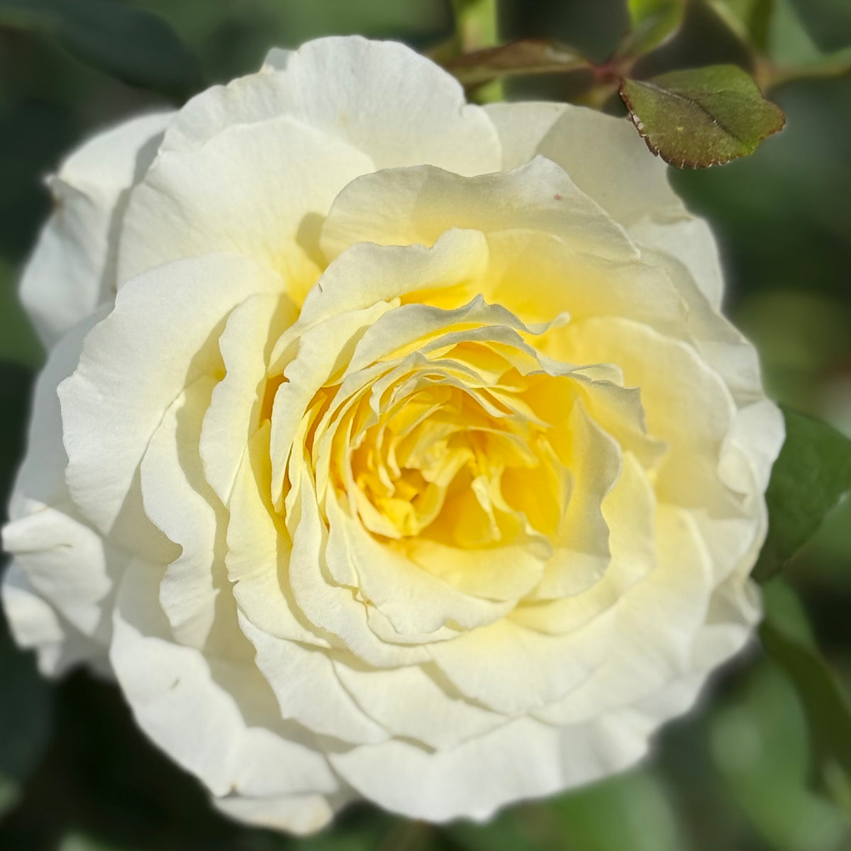 White Licorice Rose | Fragrant Cream Floribunda | Grace Rose Farm