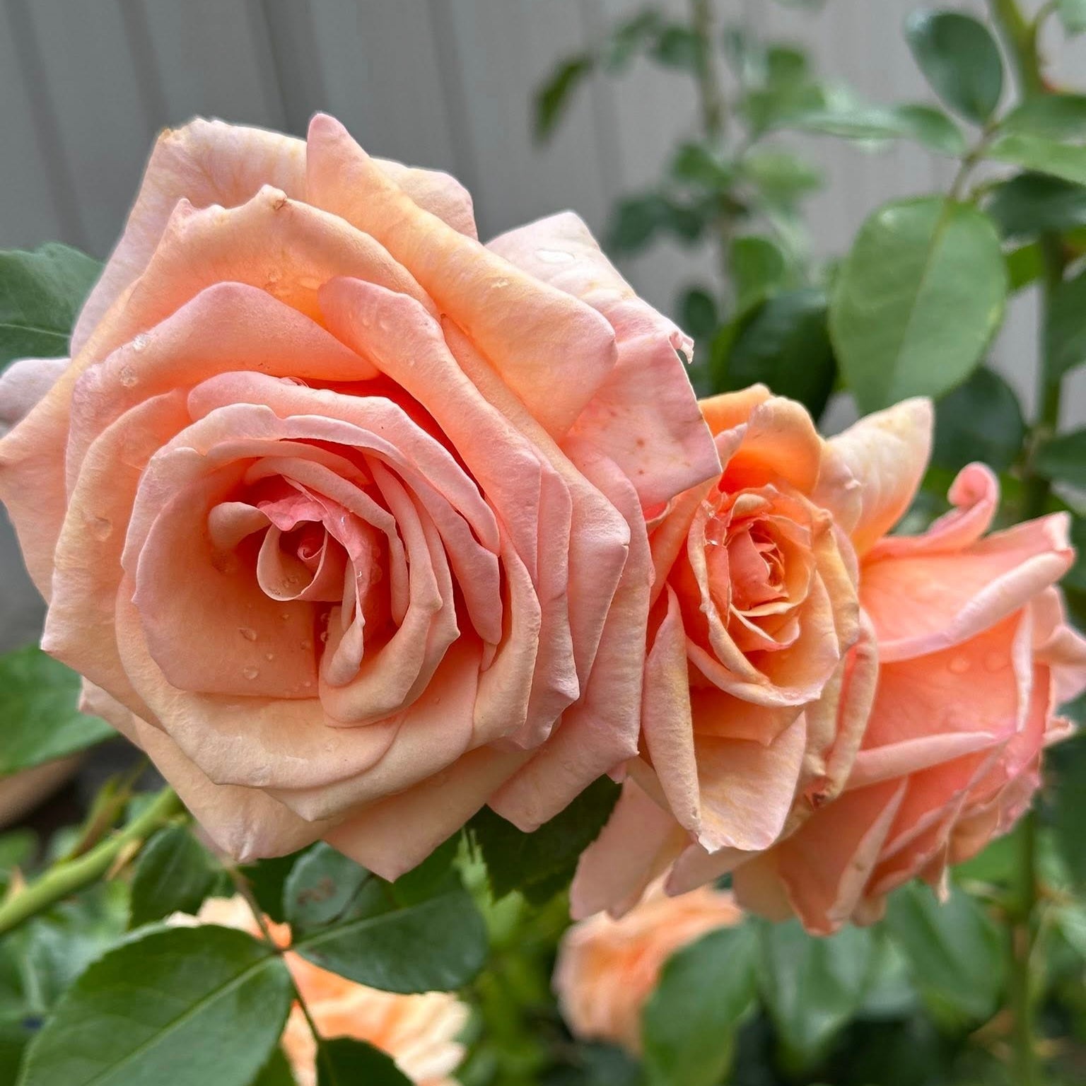 Kencara Sunrise Bare Root Rose Bush