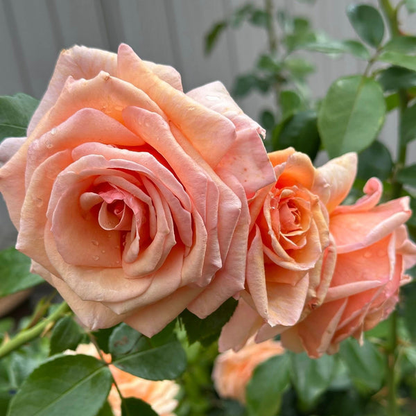 rose rose✨ Kencara Sunrise Bare Root Rose Bush - Grace Rose Farm
