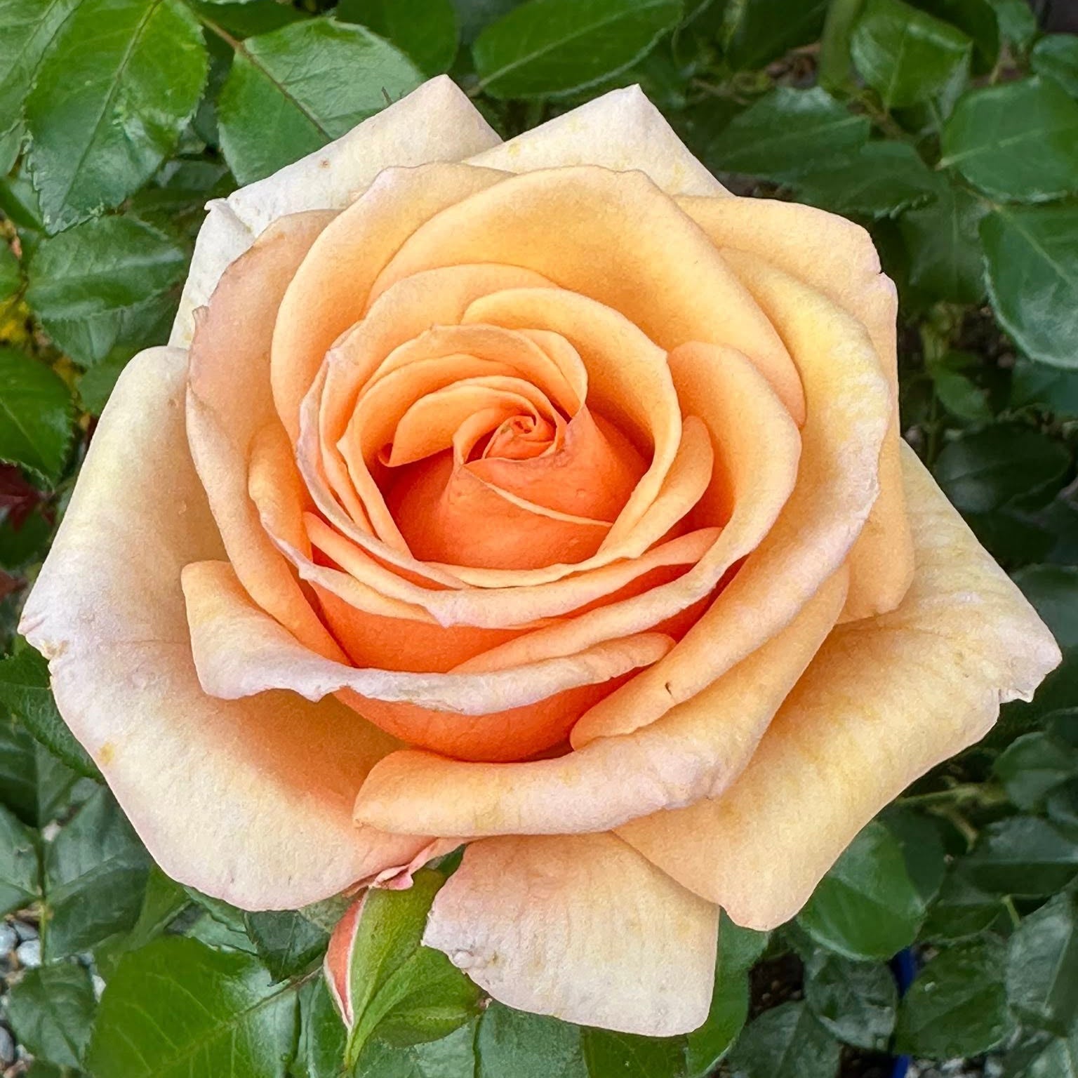 Kencara Sunrise Bare Root Rose Bush