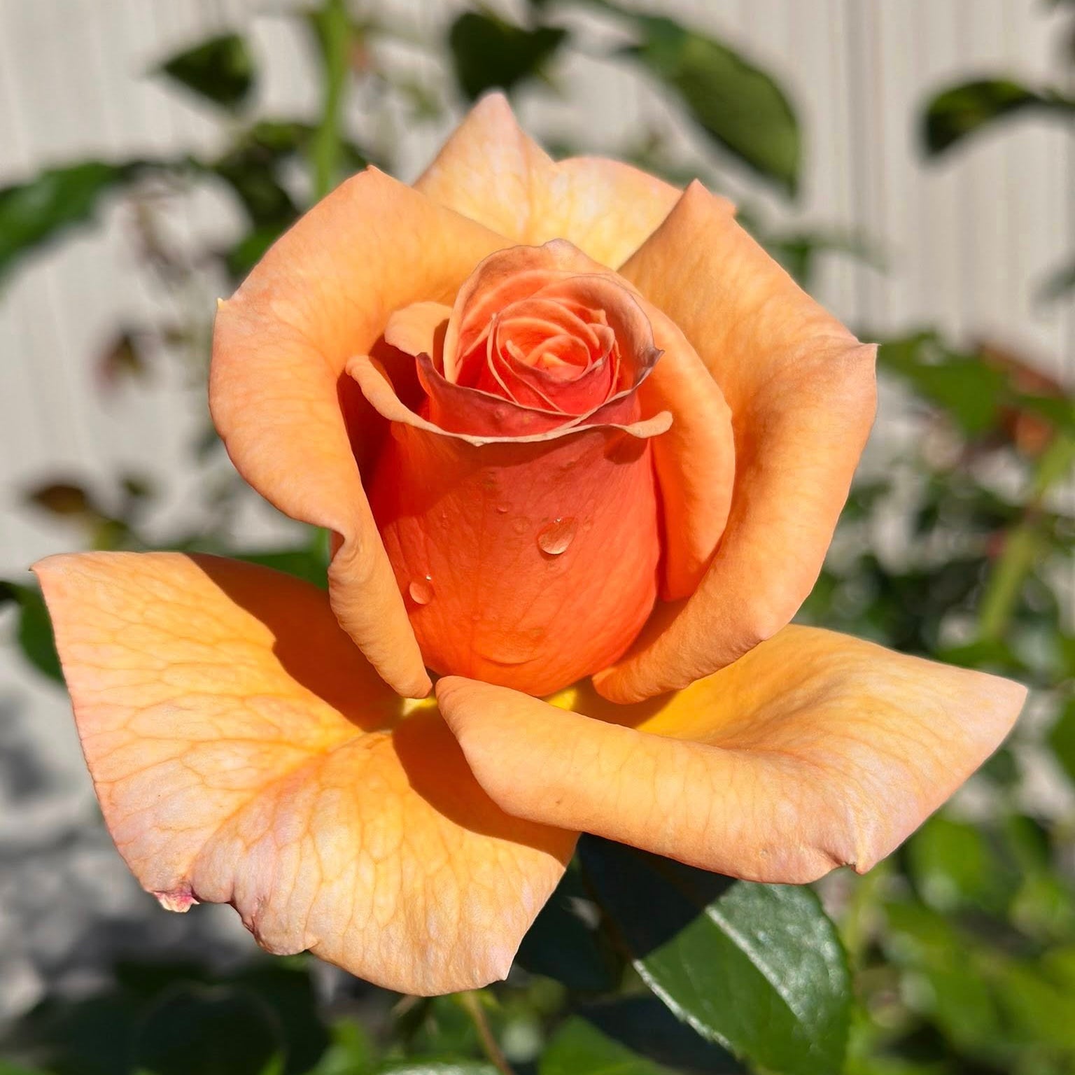 Kencara Sunrise Bare Root Rose Bush