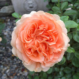 Double Ambre Bare Root Rose Bush