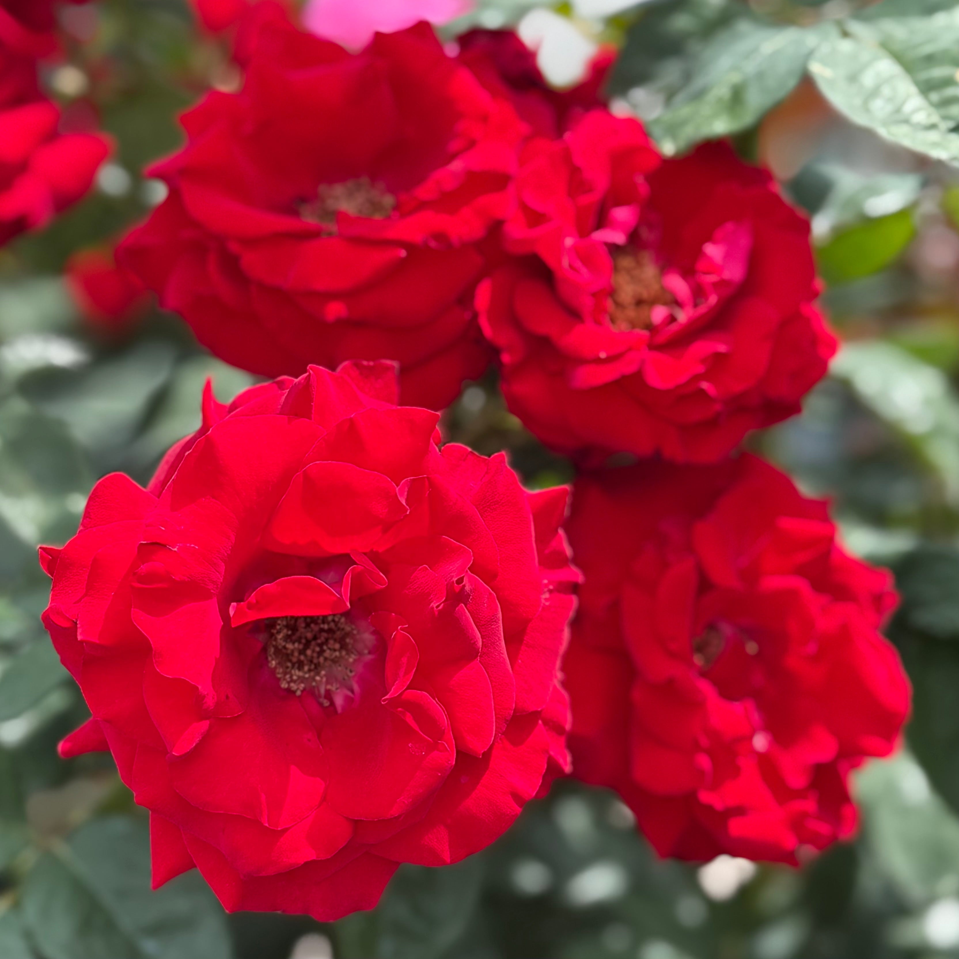 ROŚE’s choice Oh My Tree Rose | Red Tree Rose | Grace Rose Farm
