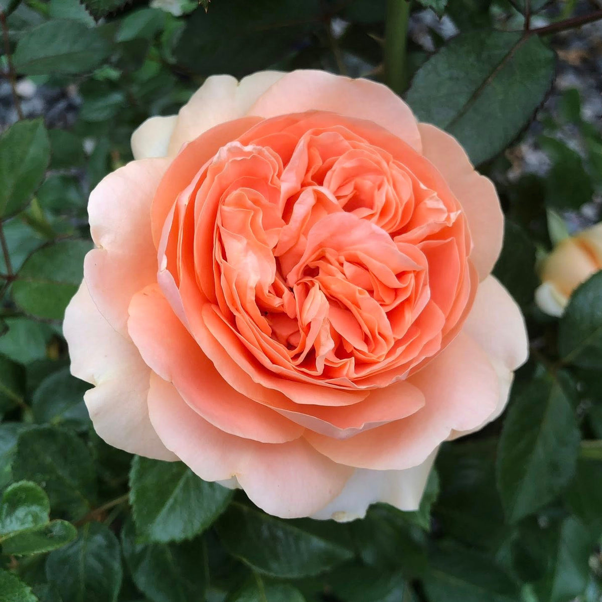 Double Ambre Bare Root Rose Bush
