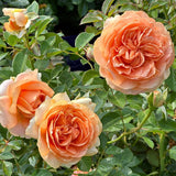 Double Ambre Bare Root Rose Bush