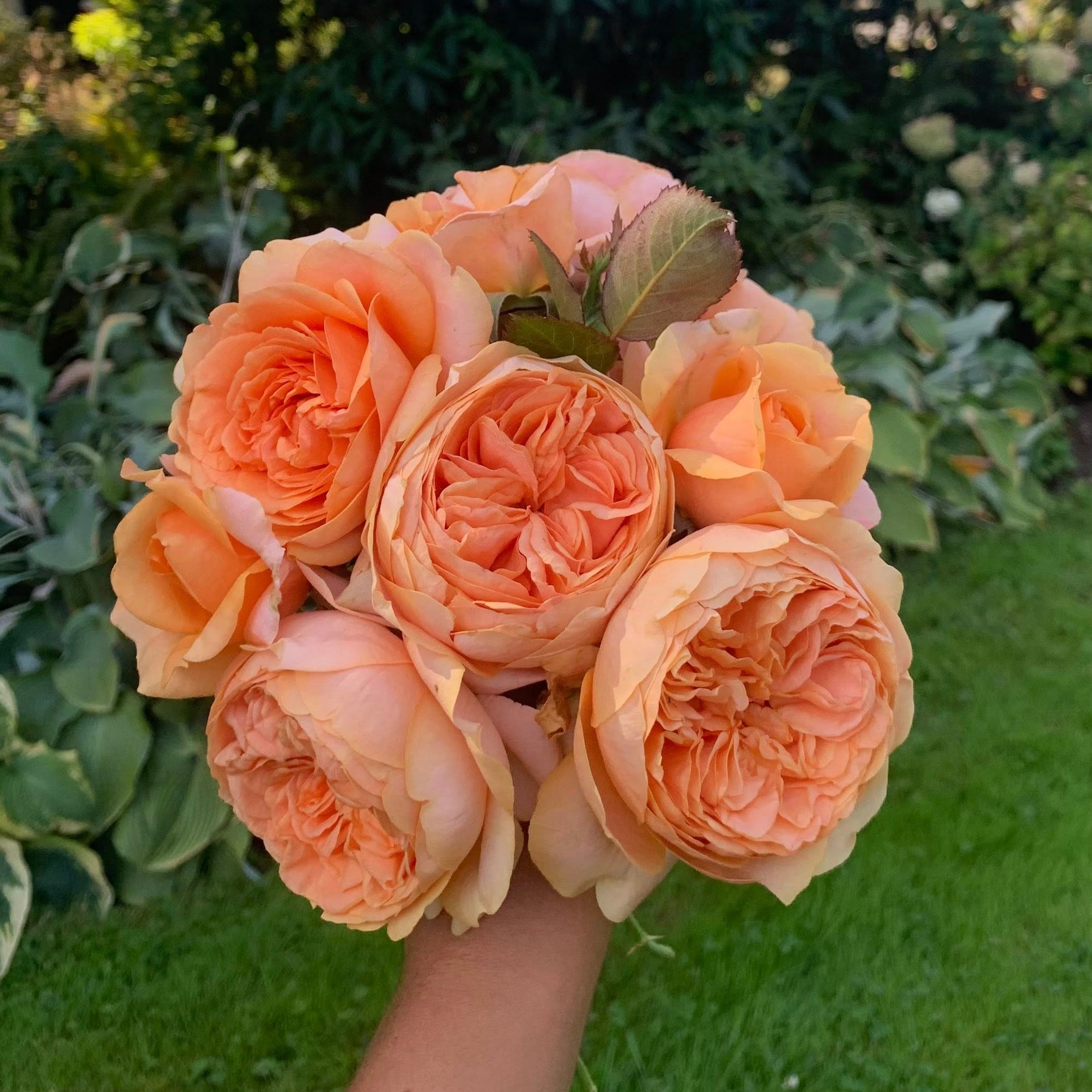 Double Ambre Bare Root Rose Bush