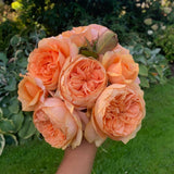 Double Ambre Bare Root Rose Bush