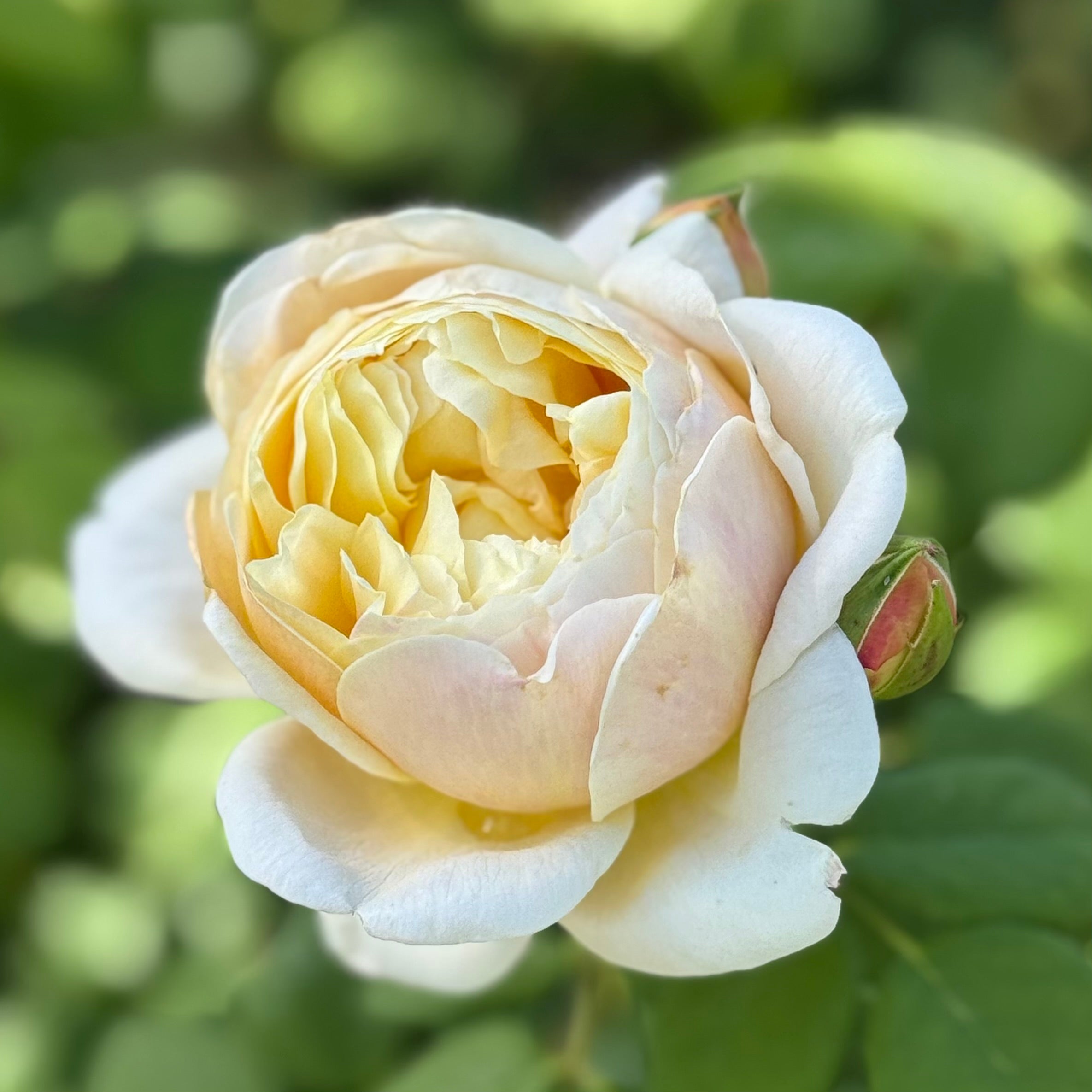 David Austin® Charles Darwin Potted Rose Bush