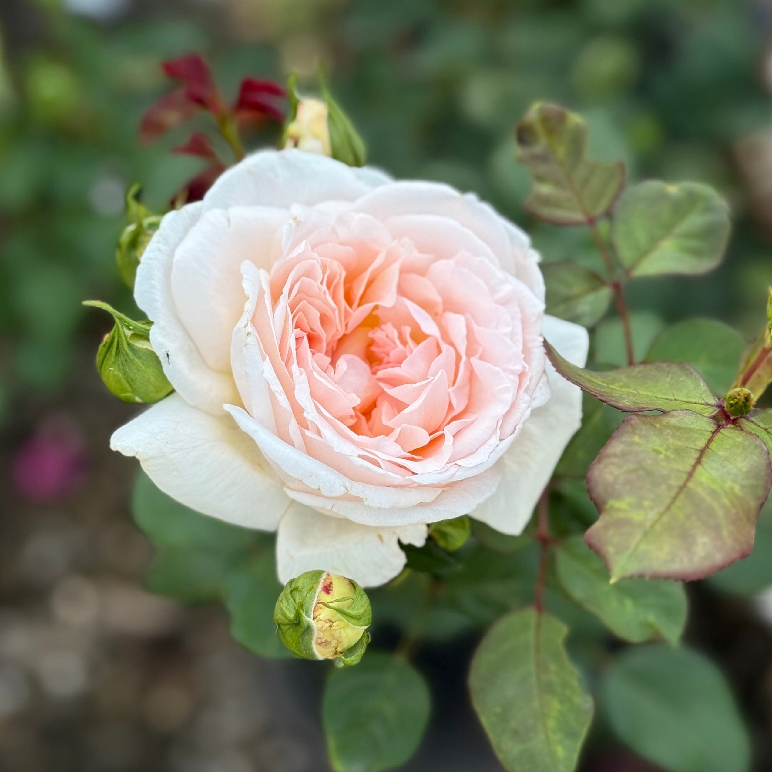 Parfuma Bliss Potted Rose Bush | Fragrant Rose Bush | Grace Rose Farm
