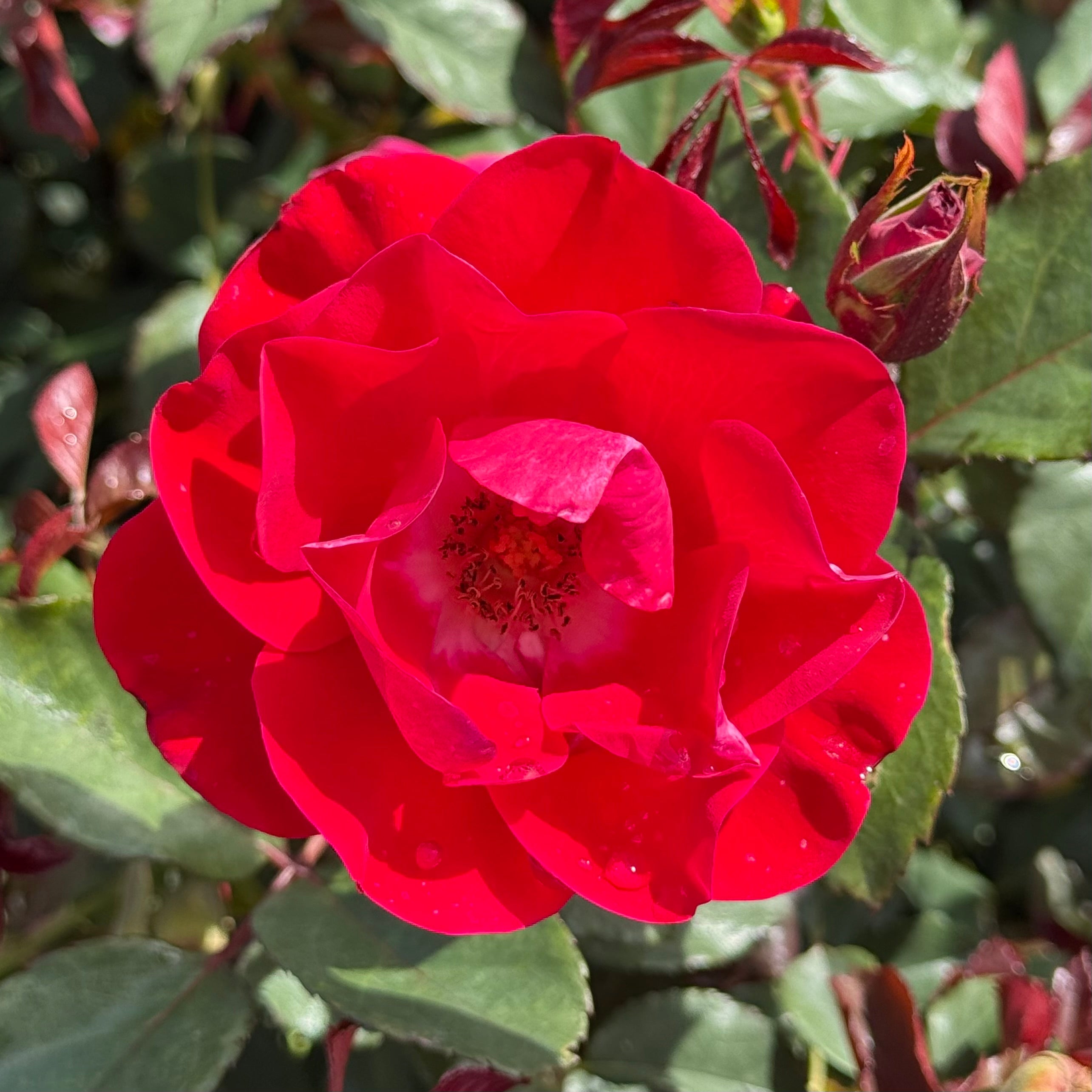 Take it Easy® Potted Rose Bush