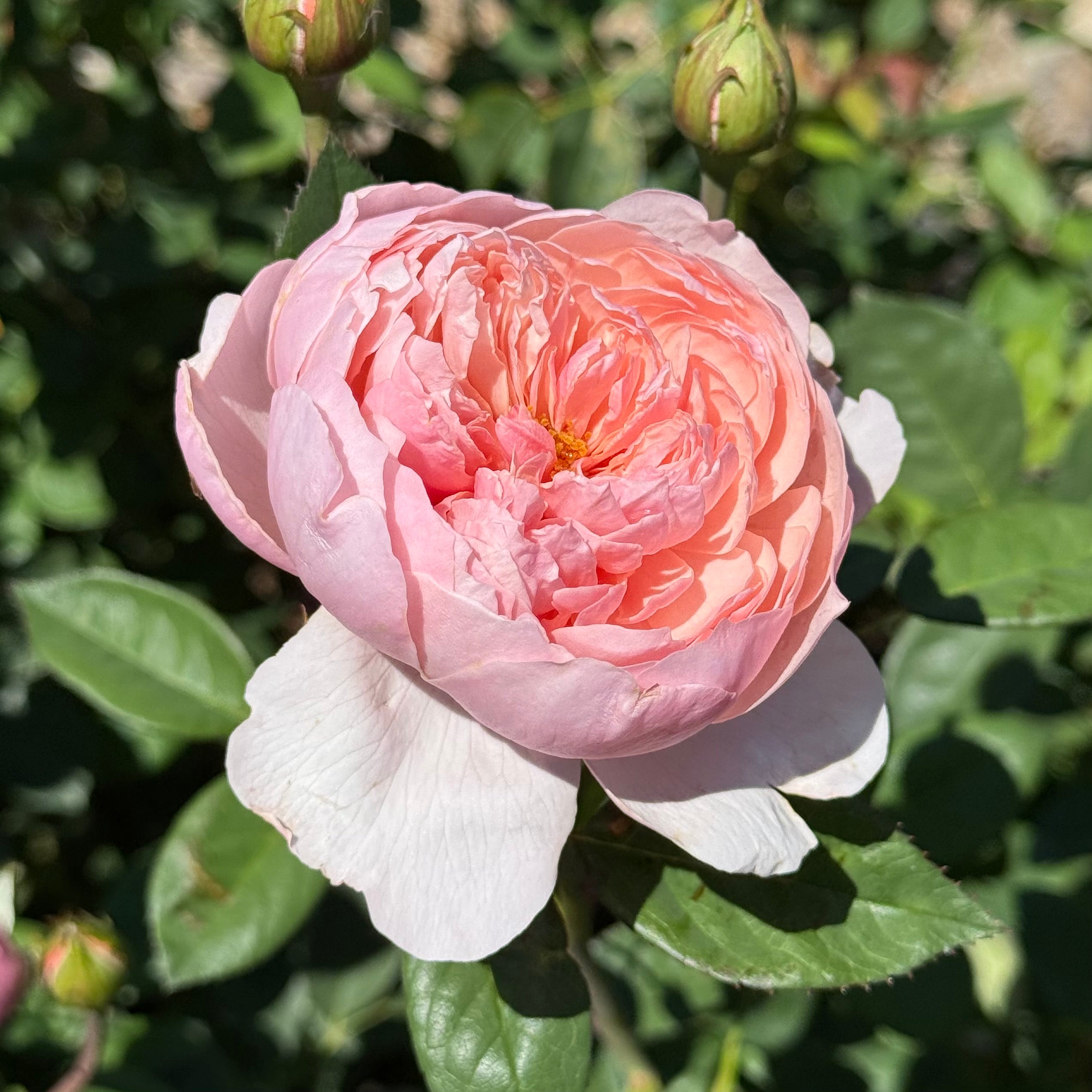 David Austin® The Alnwick Rose® Potted Rose Bush