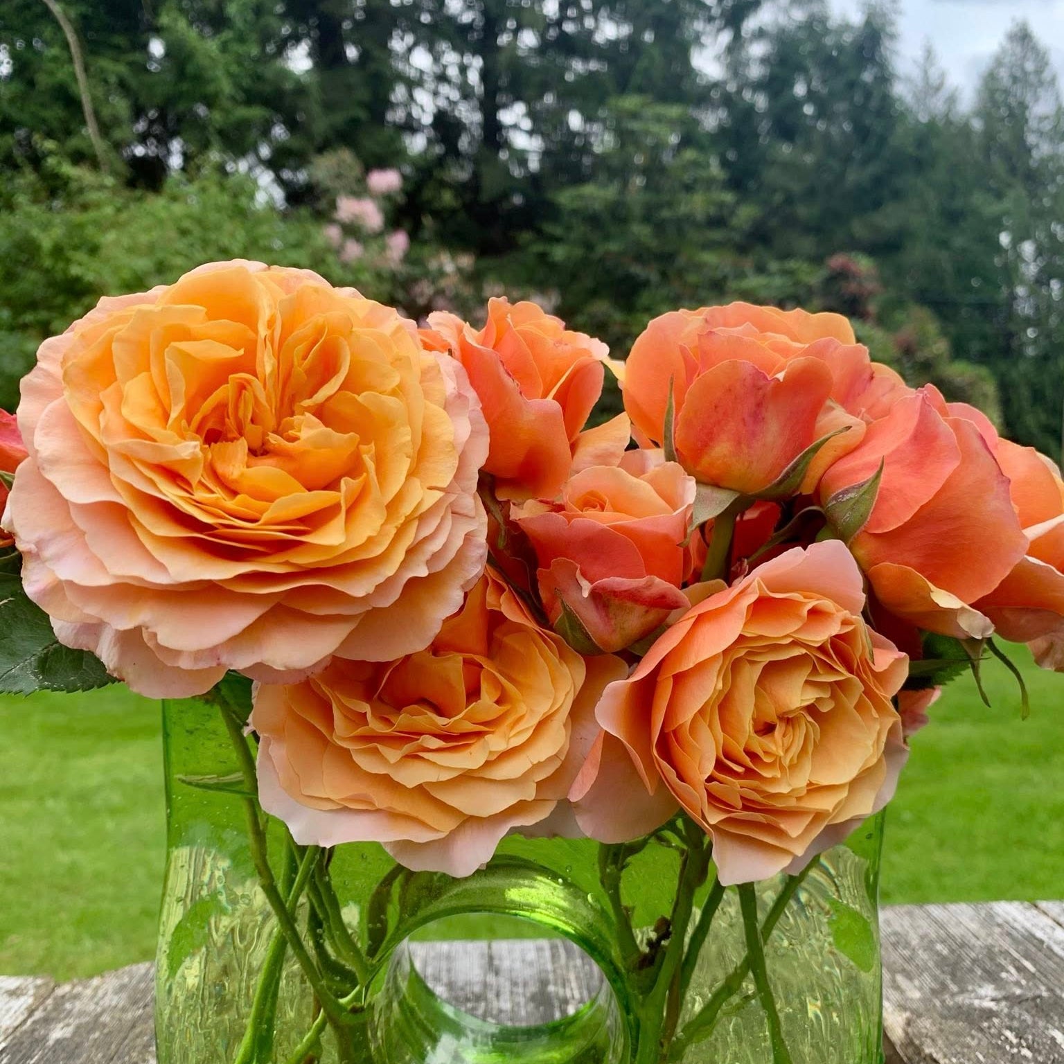 Catherine Hershey Potted Rose Bush | Elegant Garden Rose | Grace