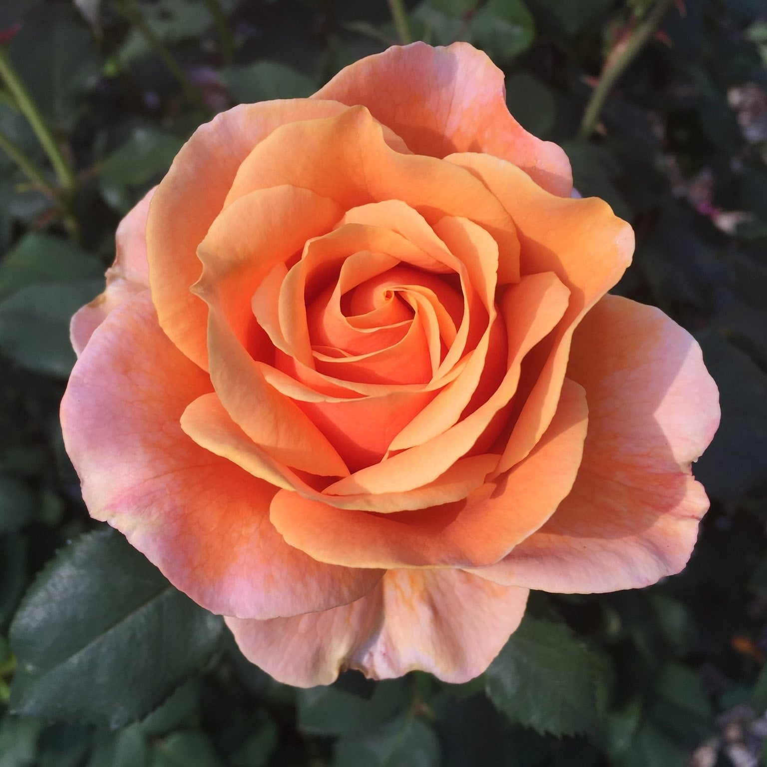 Catherine Hershey Potted Rose Bush | Elegant Garden Rose | Grace