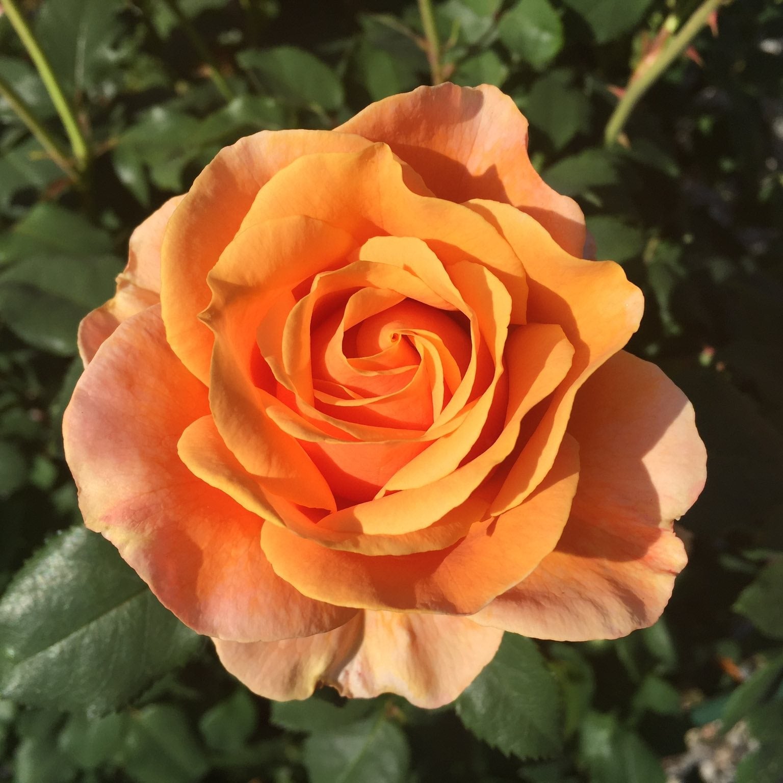 Catherine Hershey™ Bare Root Rose Bush