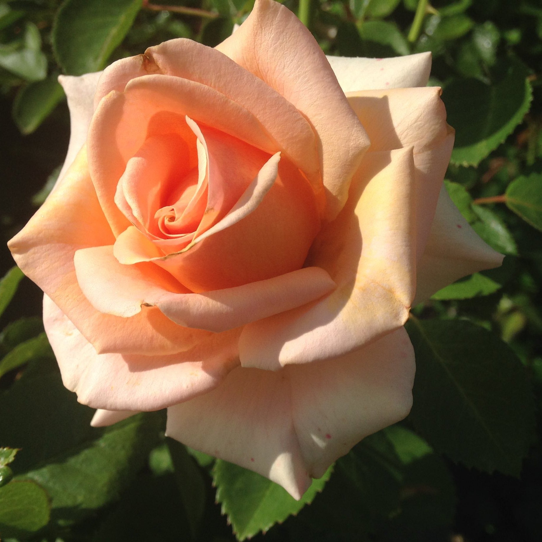 Devotion Bare Root Rose Bush