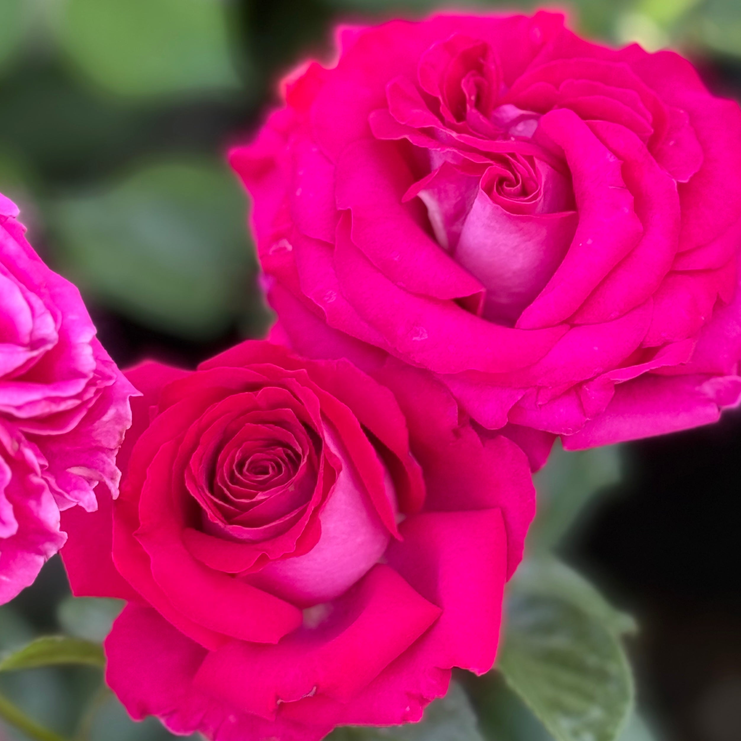 Stiletto Rose | Elegant Potted Rose Bush | Grace Rose Farm