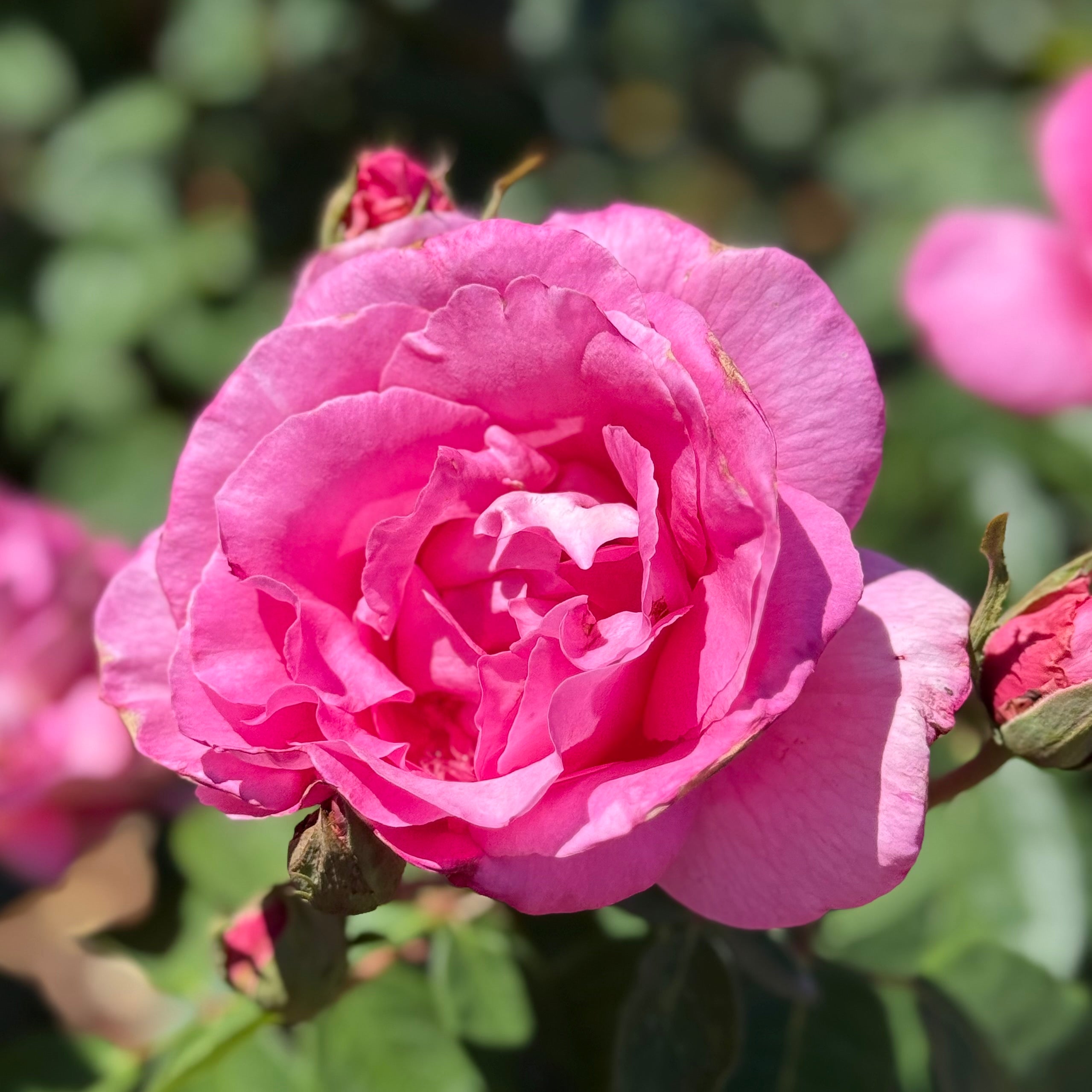 The Mccartney Rose | Strong Fragrance Pink Rose | Grace Rose Farm
