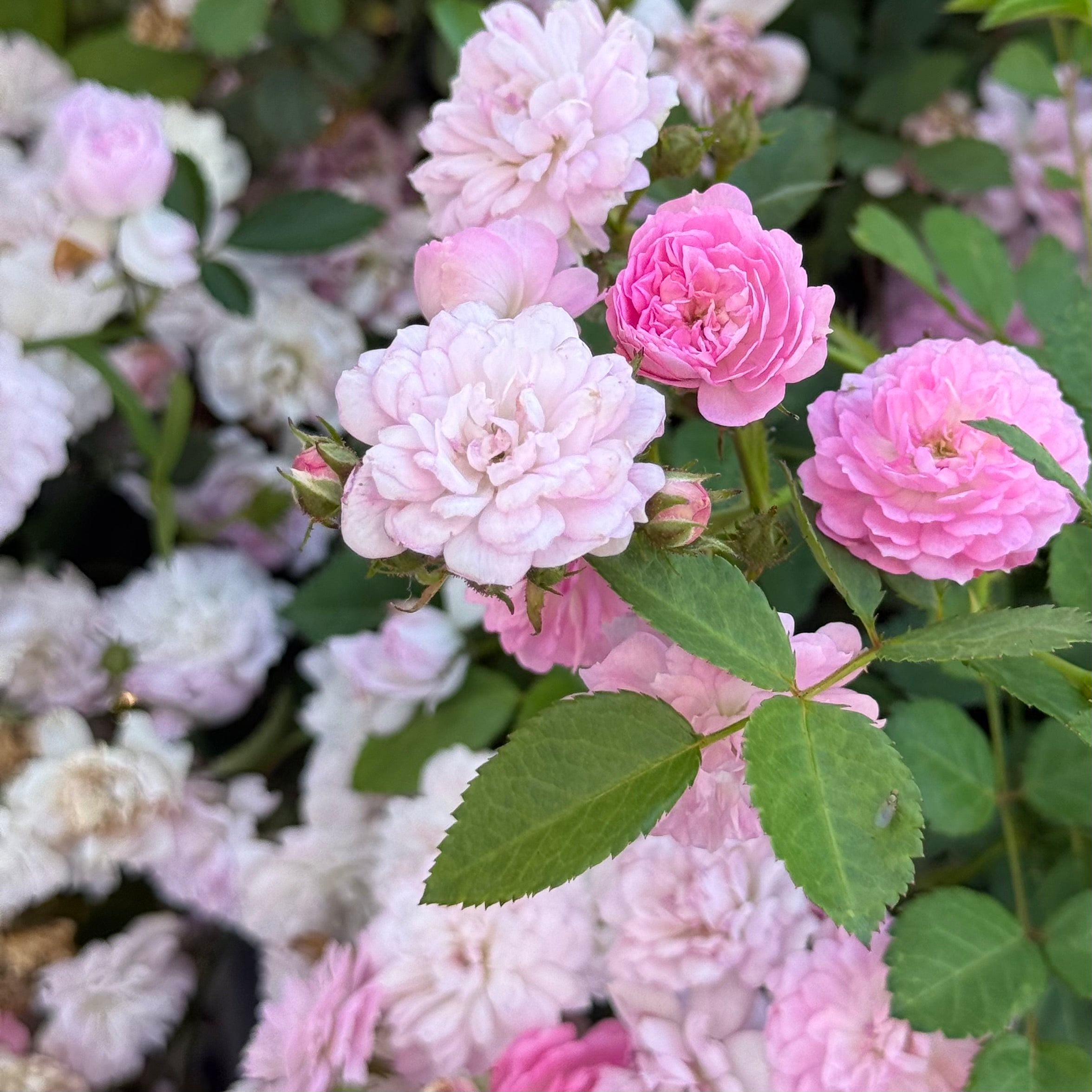 Grace Rose Farm Pretty Polly Rose Bush - Thumbnail 5