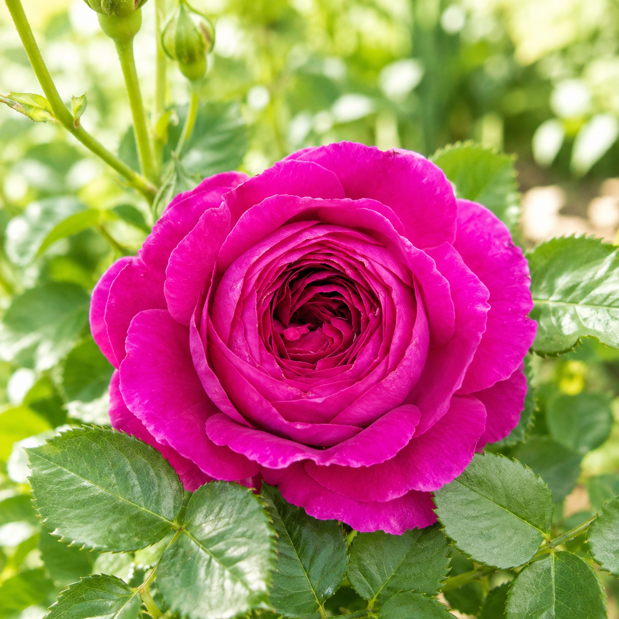 Grande Dame ™ Potted Rose Bush