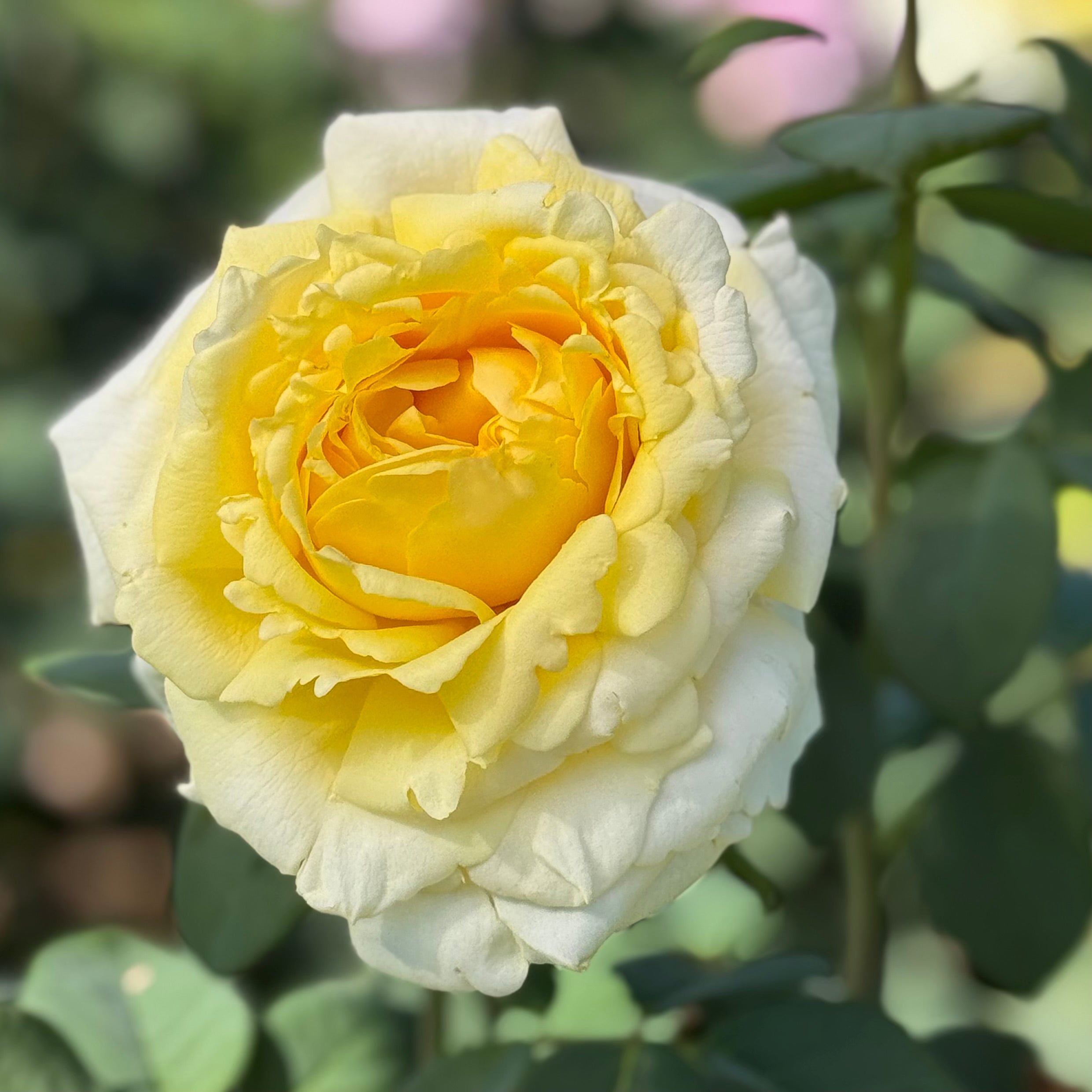 Chantilly Cream® Potted Rose Bush