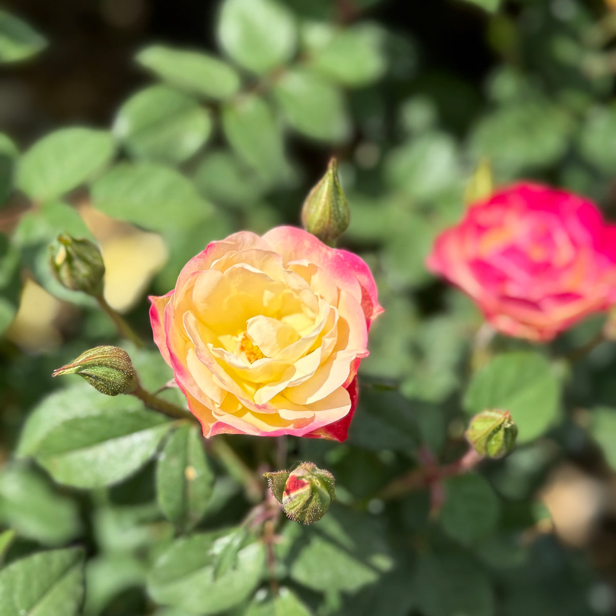 Enchanted Meadow™ Bare Root Tree Rose