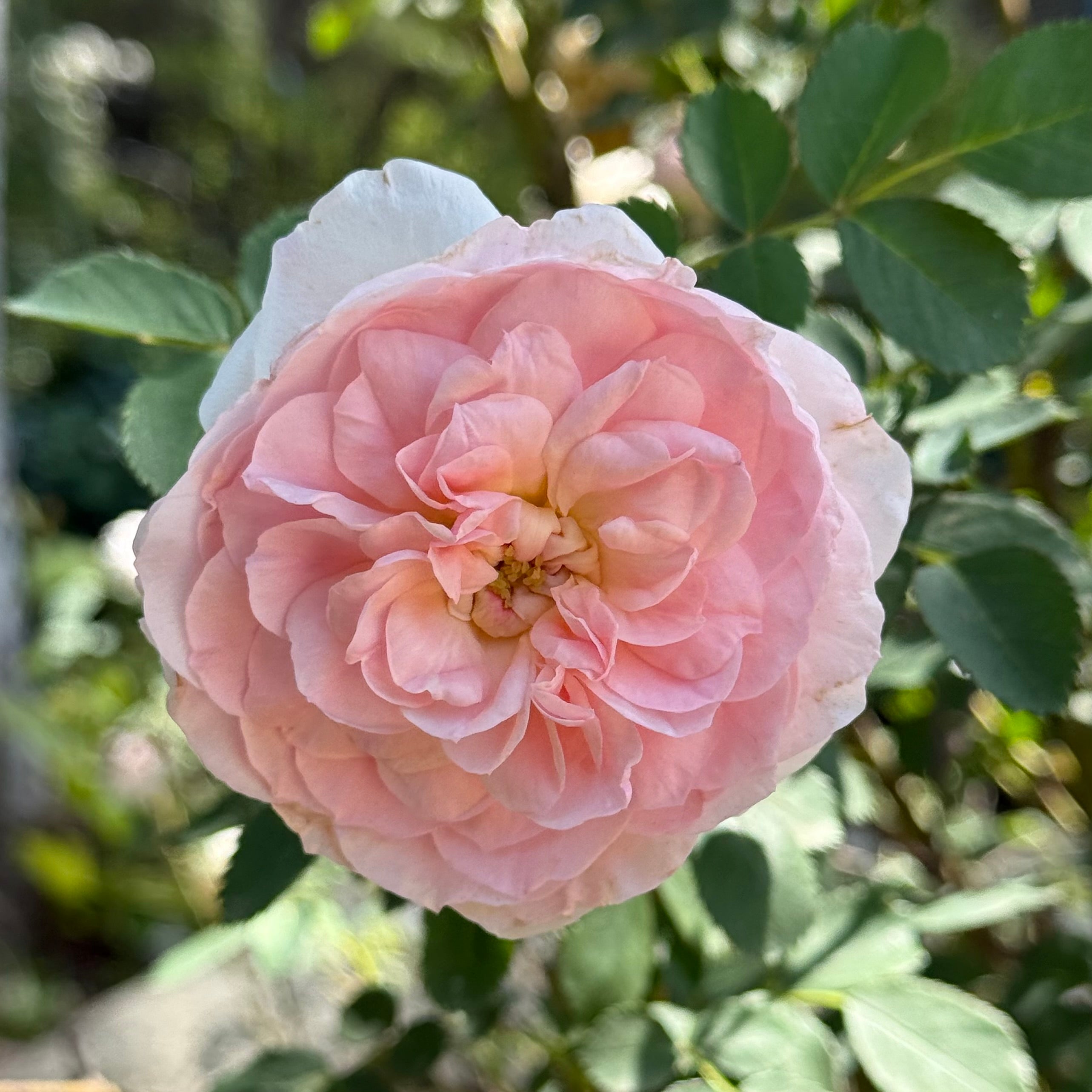 Martin Frobisher Potted Rose Bush