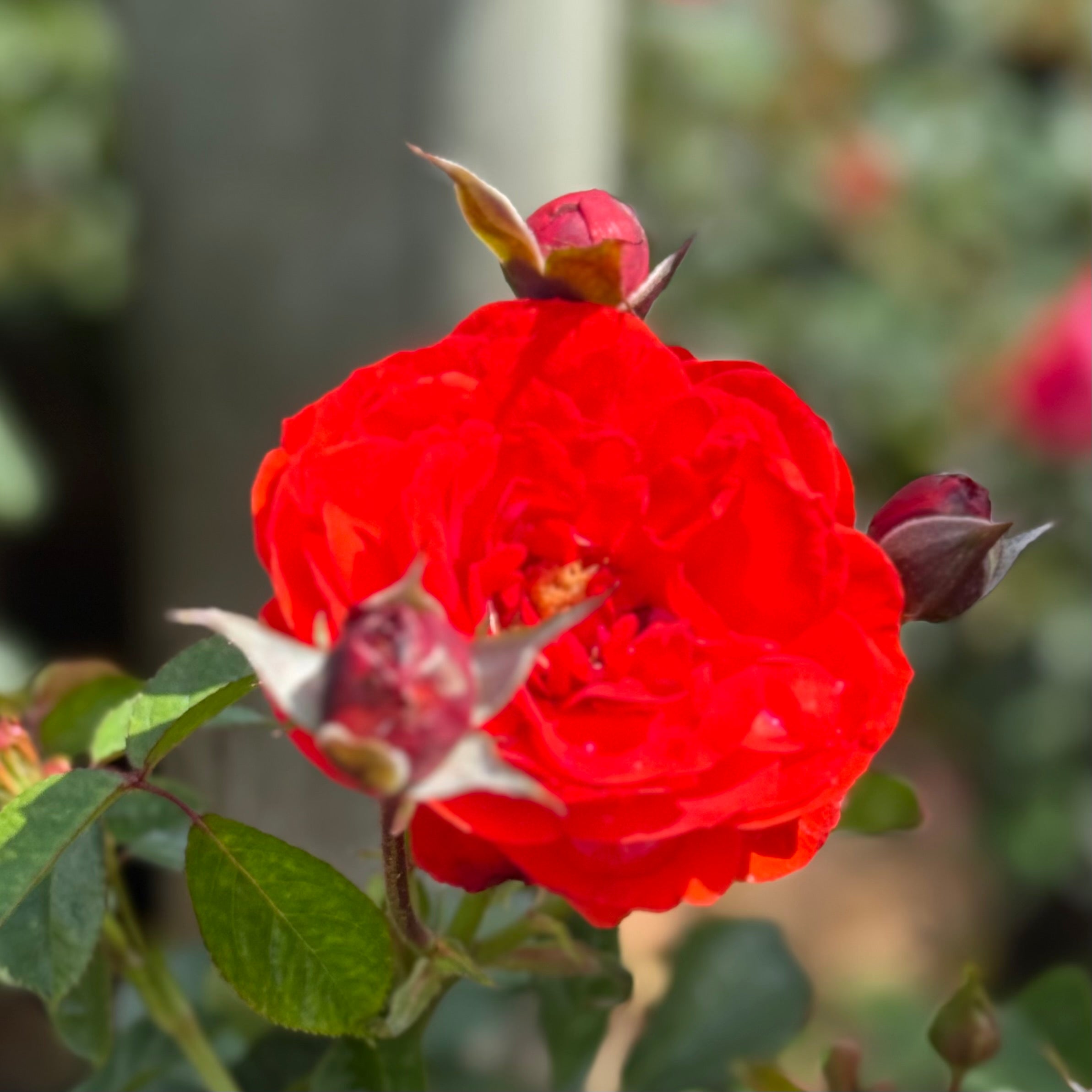 Trumpeter Potted Rose Bush