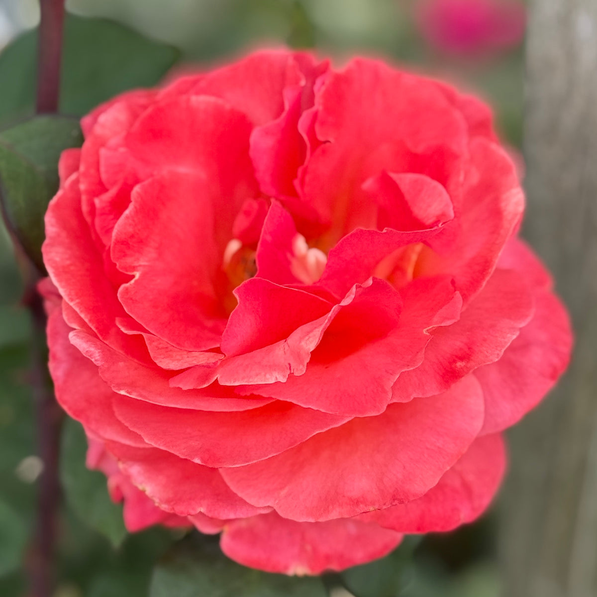 Sedona® Bare Root Tree Rose