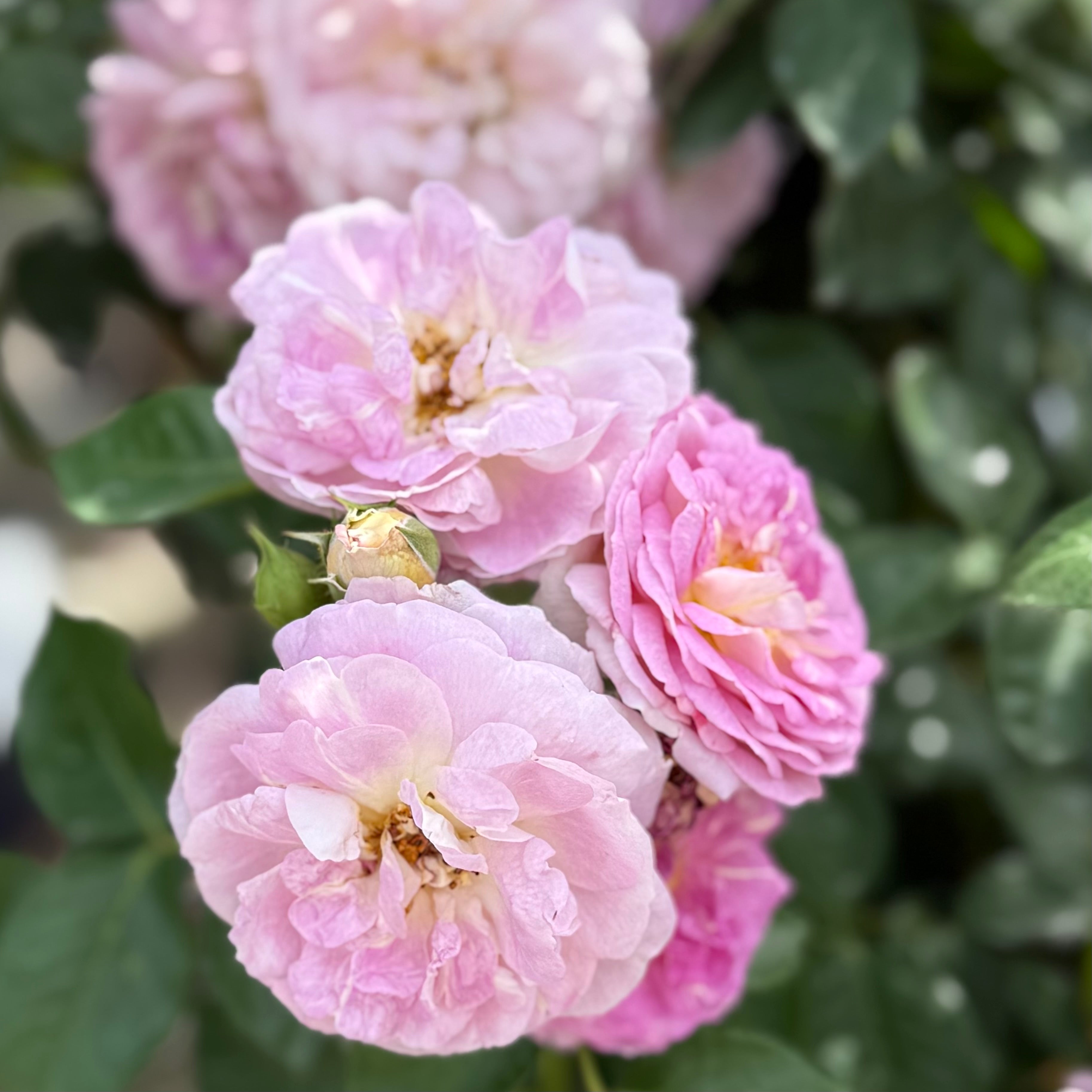 Arctic Blue Tree Rose | Lavender Tree Rose | Grace Rose Farm