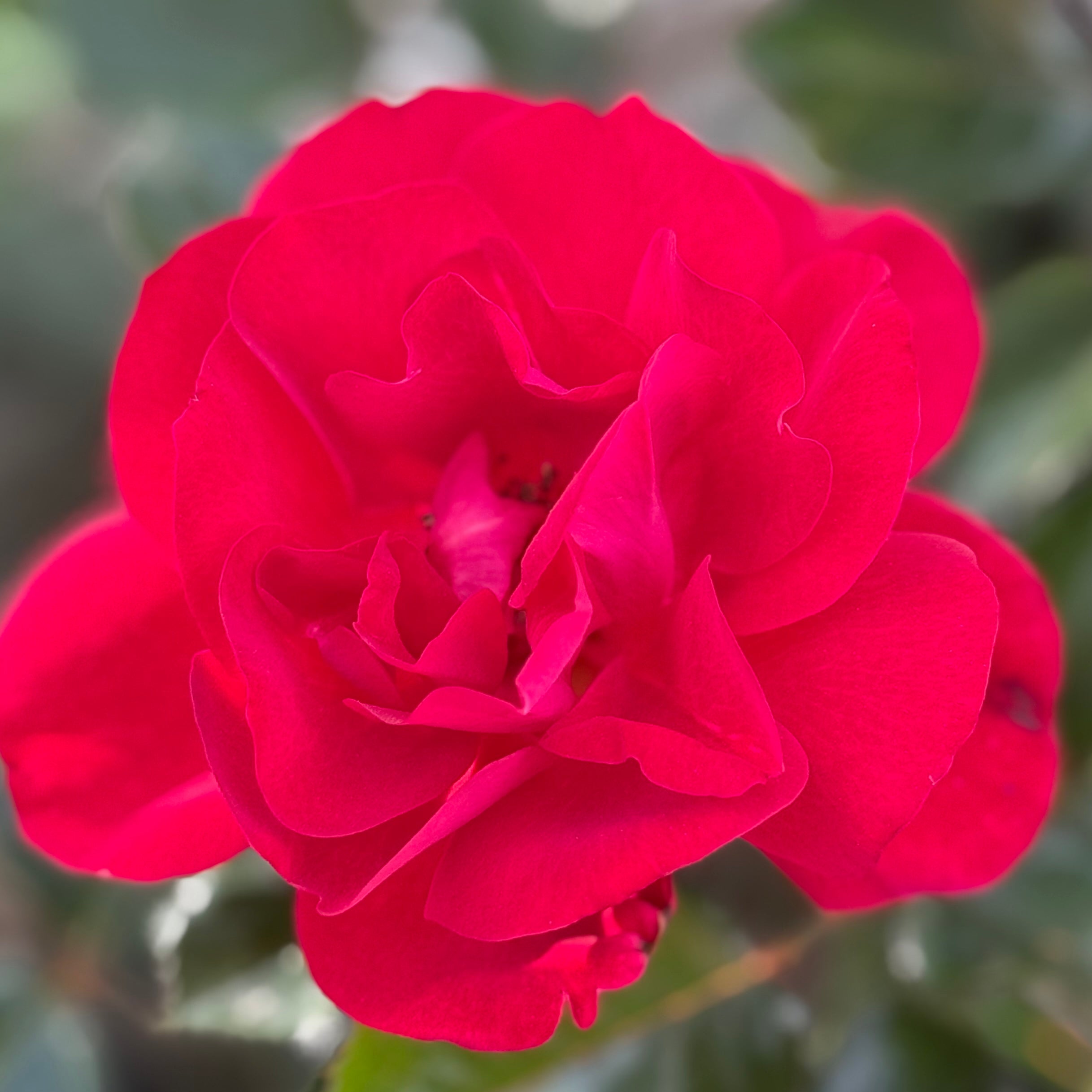 Ruby Red™ Bare Root Rose Bush