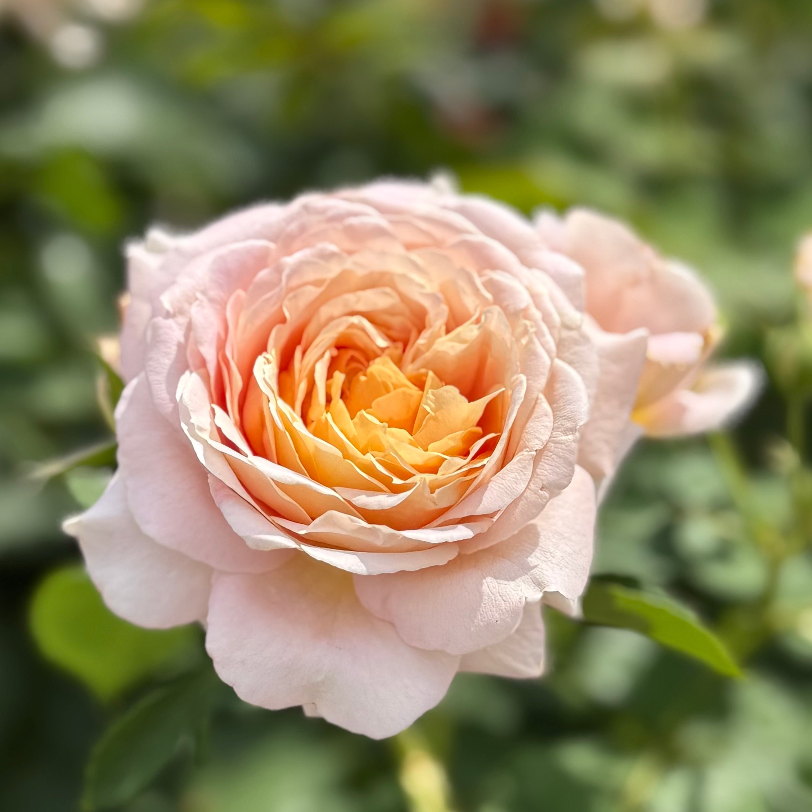 Fun in the Sun™ Potted Rose Bush