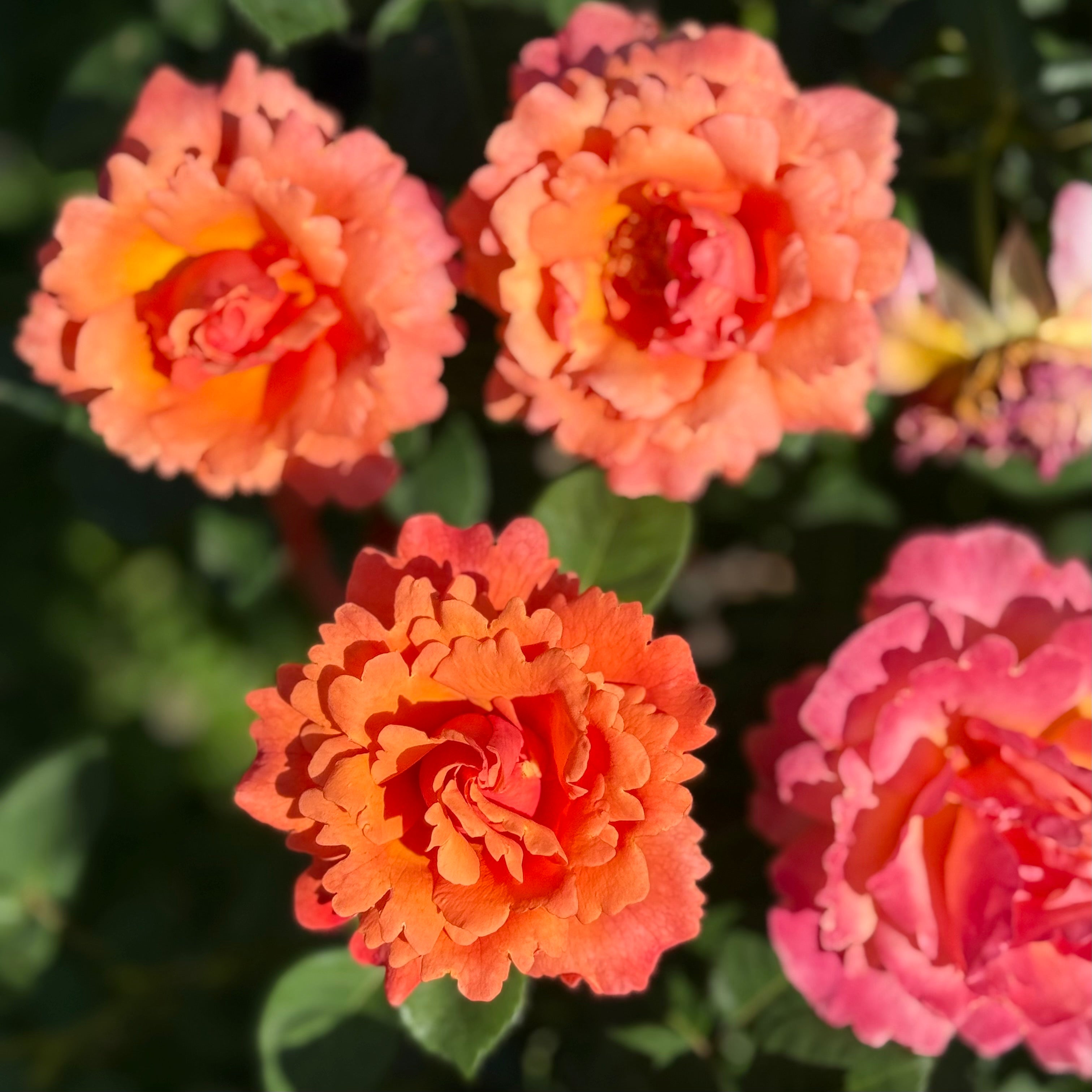 トップス rose Easy Does It® Potted Tree Rose - Grace Rose Farm