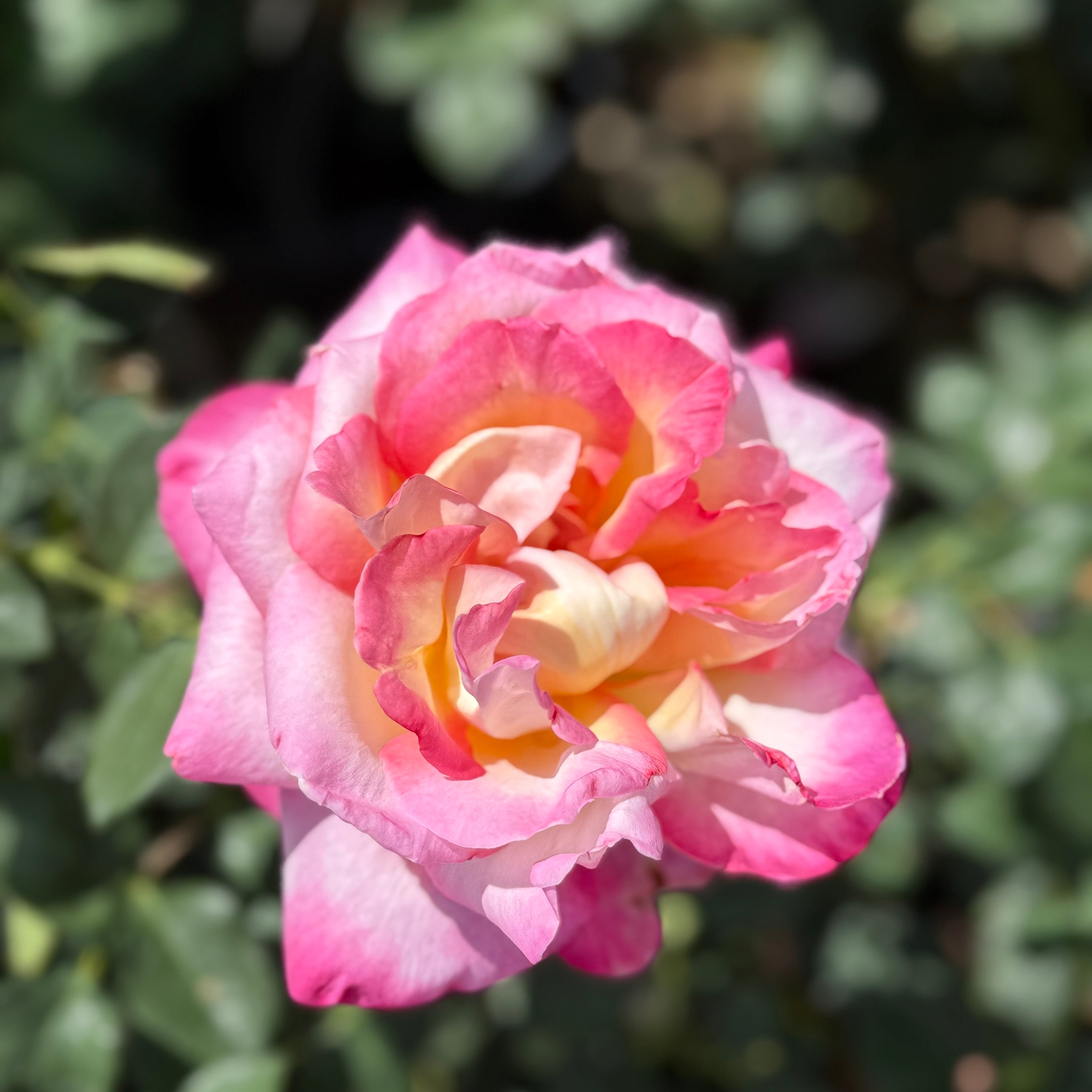 California Dreamin'™ Potted Tree Rose