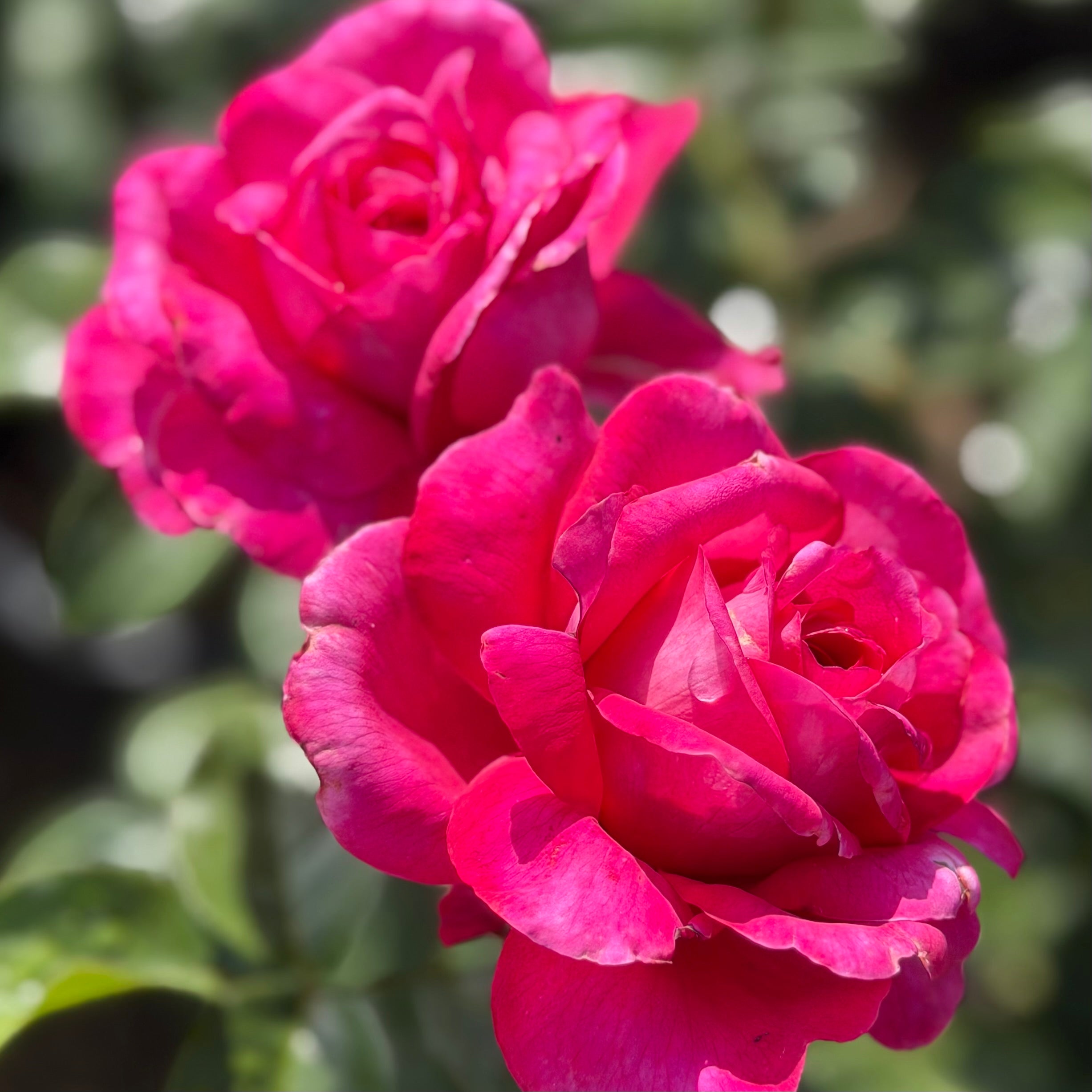 Adélaïde-Grace™ Potted Rose Bush