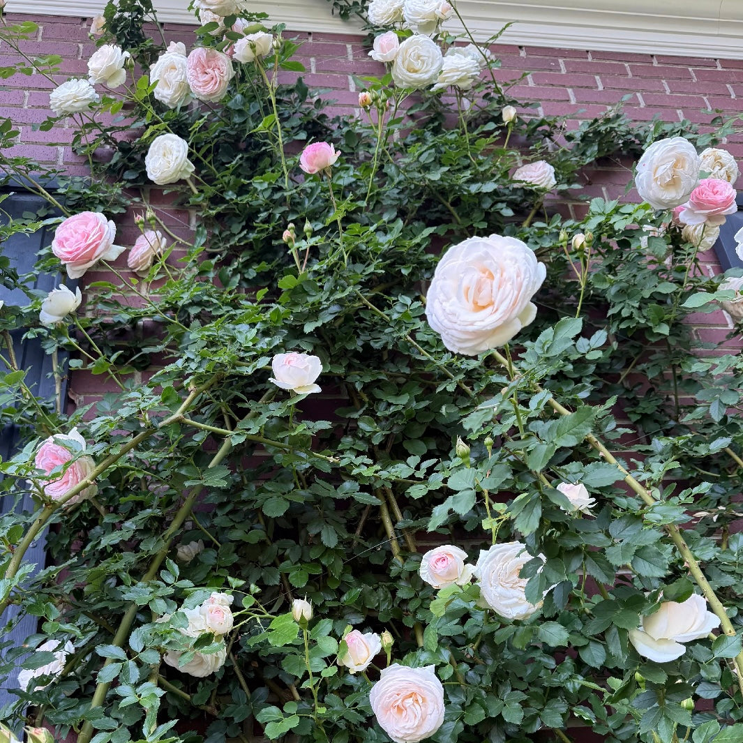 Eden Climber® Potted Climbing Rose