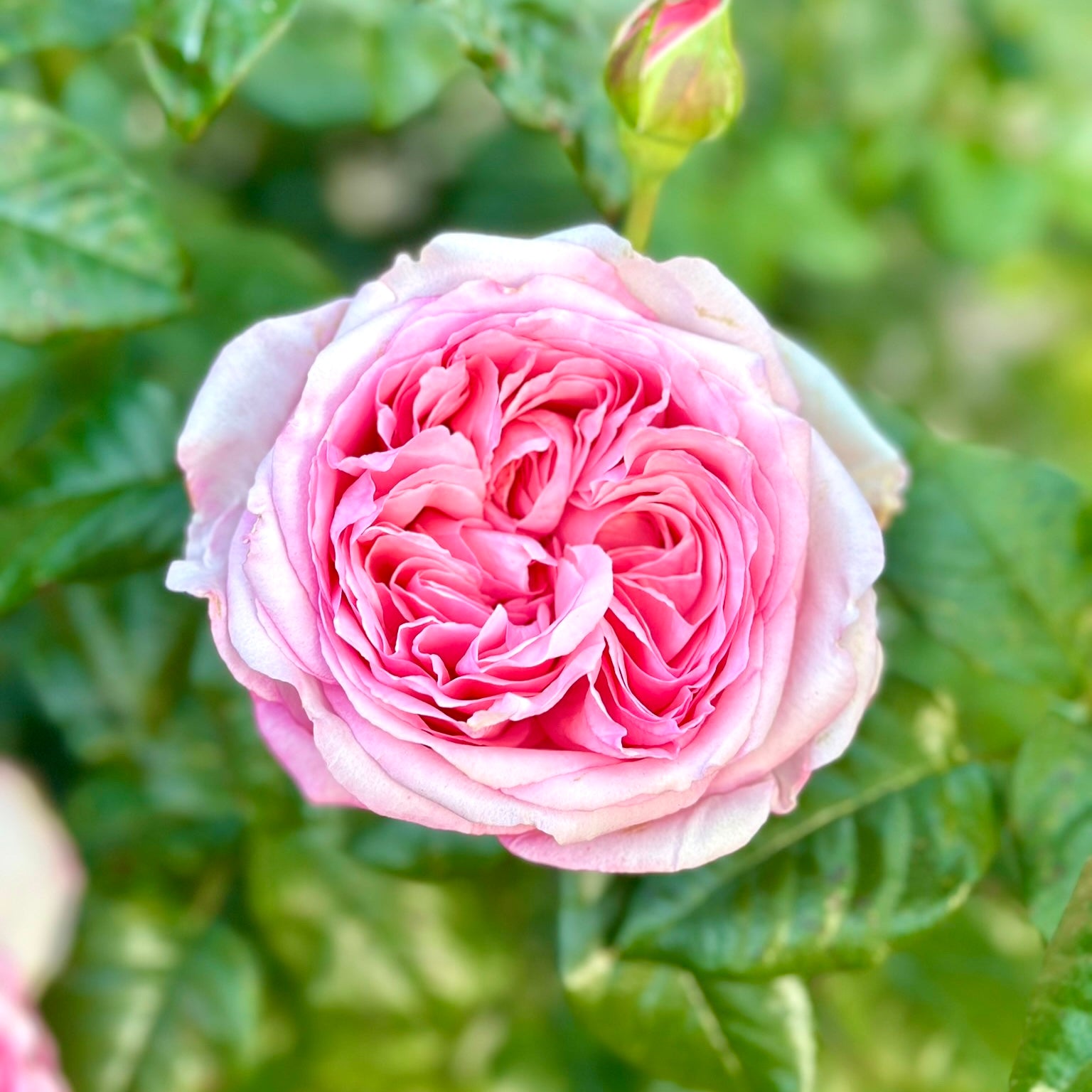 Romantica® Ball Gown™ Potted Rose Bush