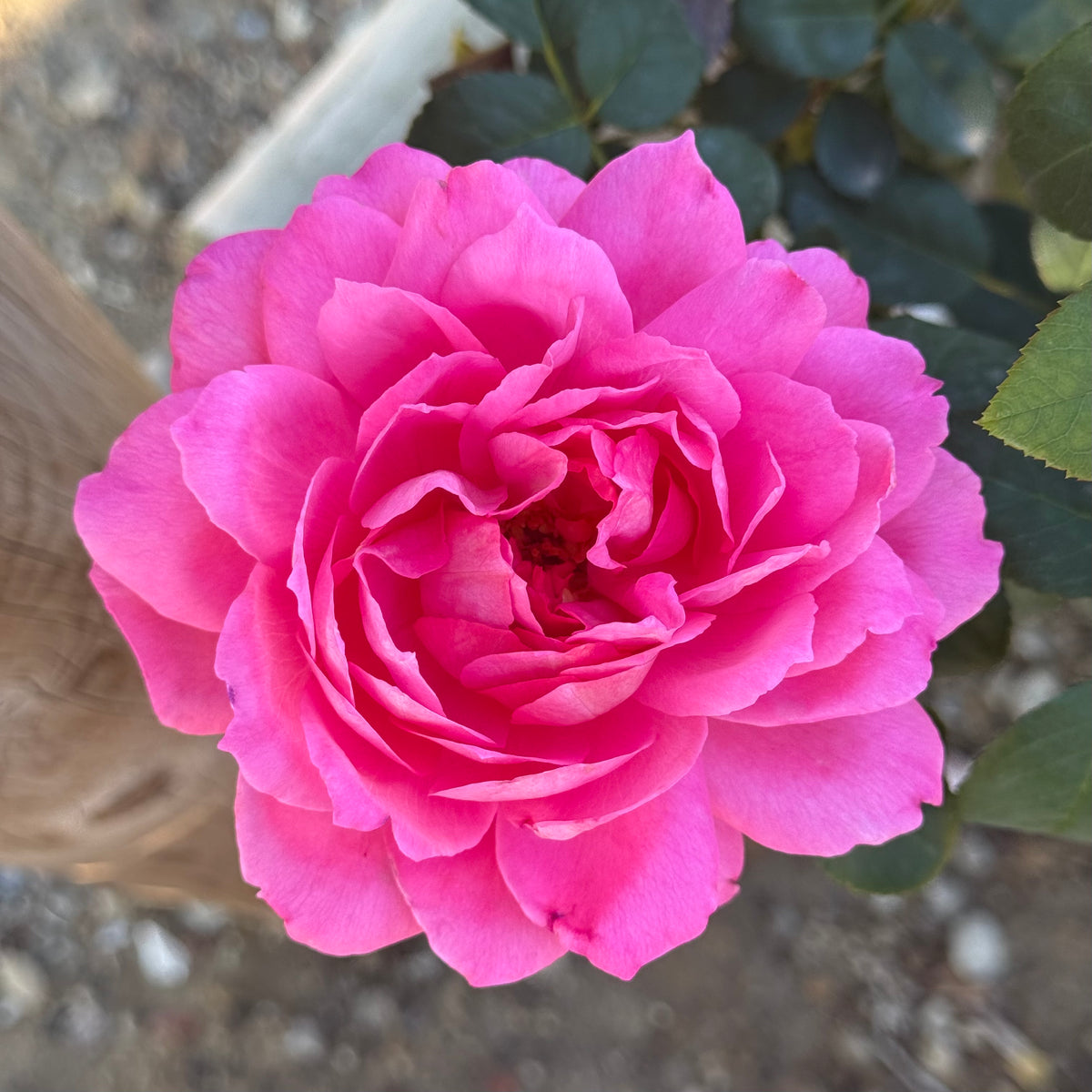 True Bloom Roses® True Inspiration™ Bare Root Rose Bush