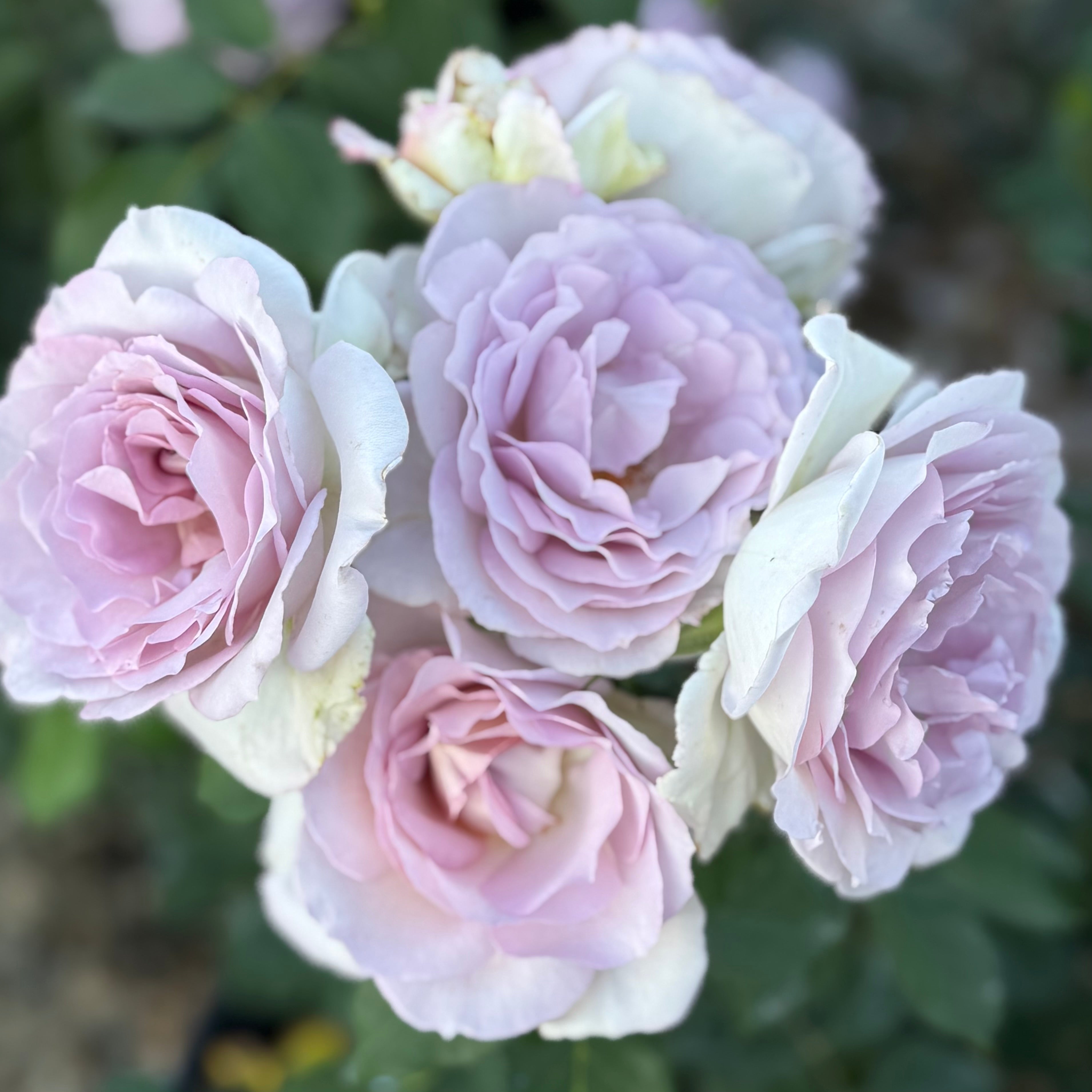 Sterling Silver Bare Root Rose Bush