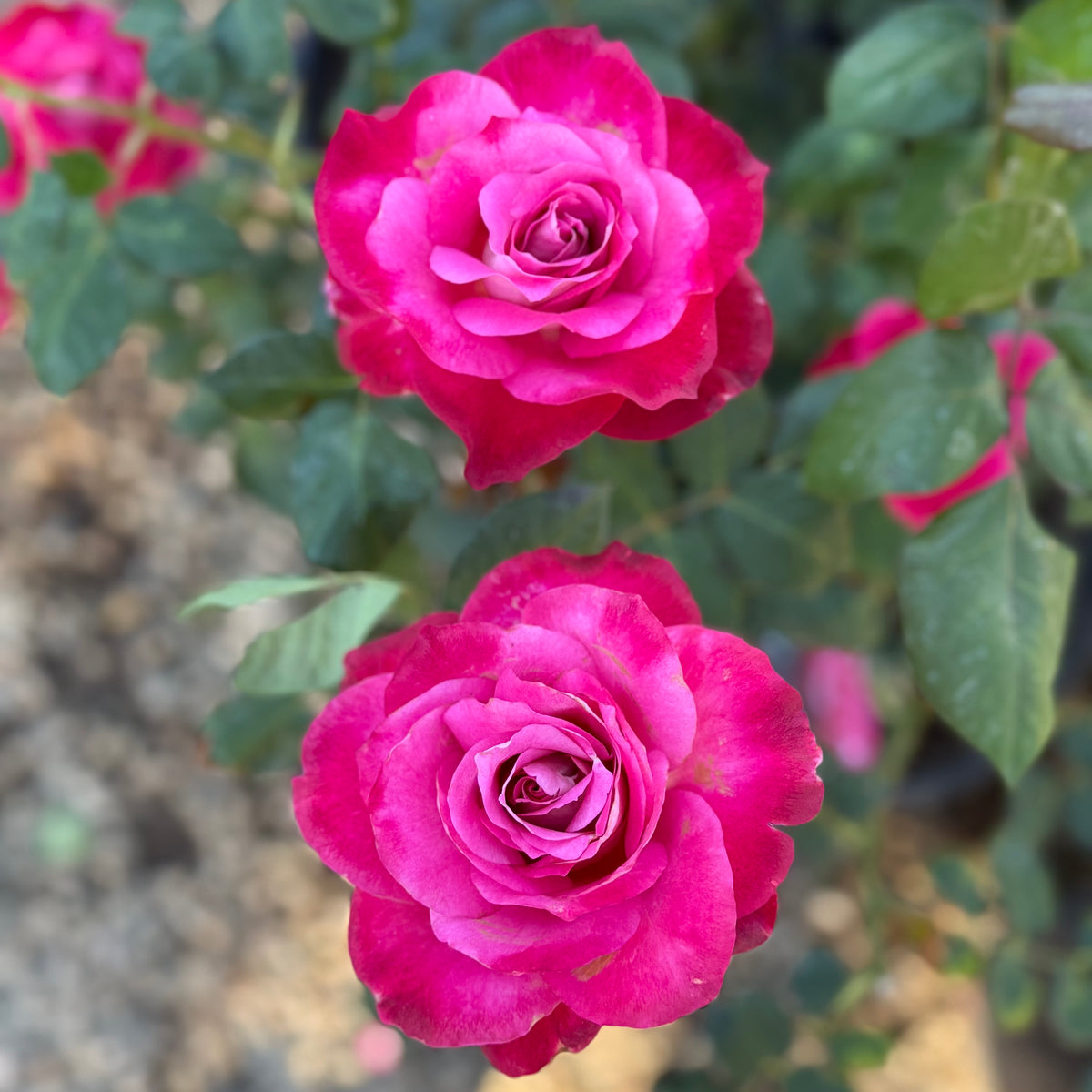Girl's Night Out™ Bare Root Rose Bush