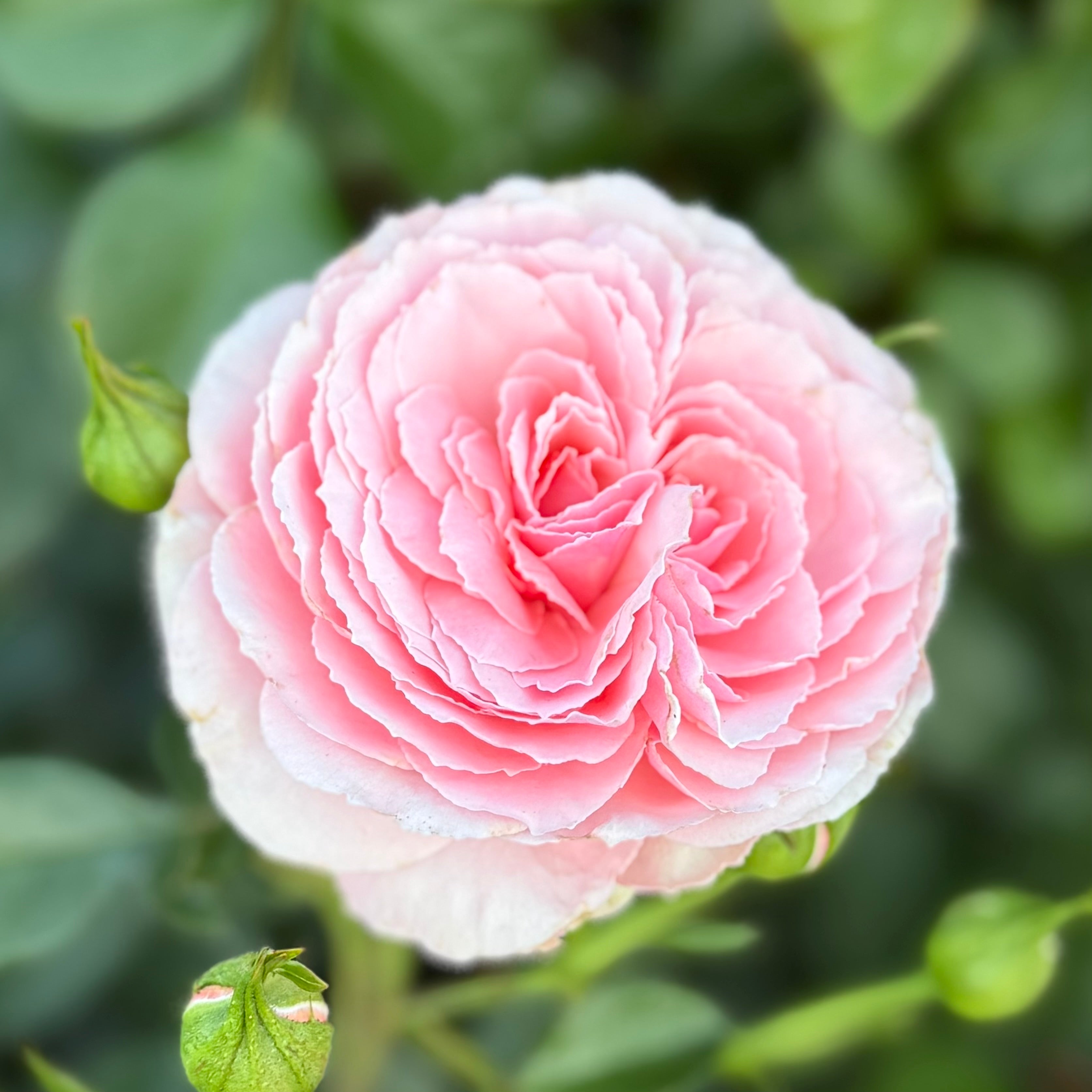 Sexy Rexy®  Potted Rose Bush