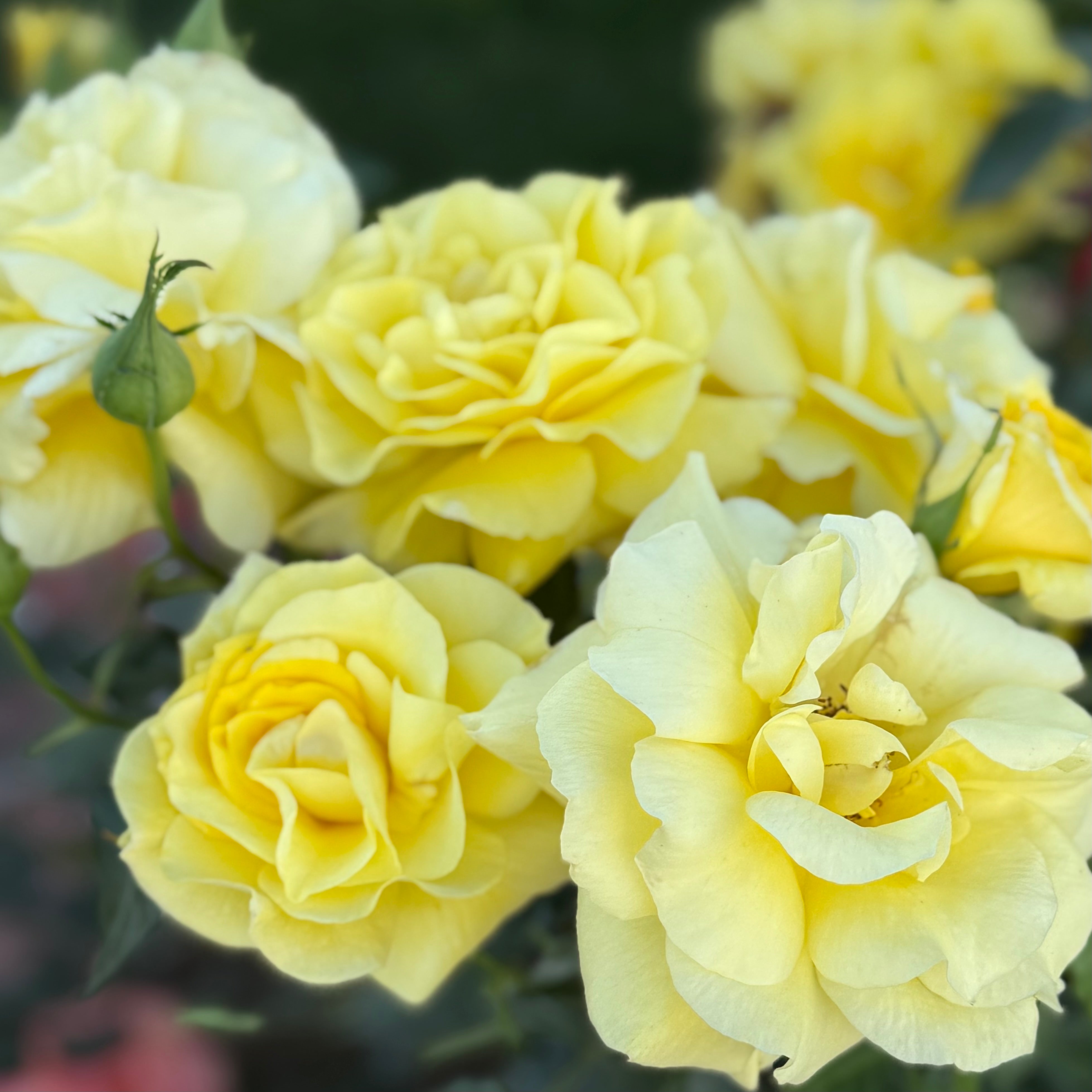 ROSE BUD 2017 PRE SPRING カタログ　森星 Sunsprite Potted Rose Bush | Yellow Floribunda Rose | Grace Rose Farm