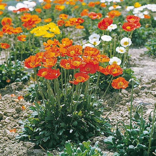 potted poppy plants for sale Poppy Garden Gnome Potted Poppy Plant