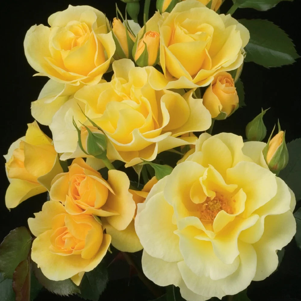 Gold Badge™ Bare Root Rose Bush