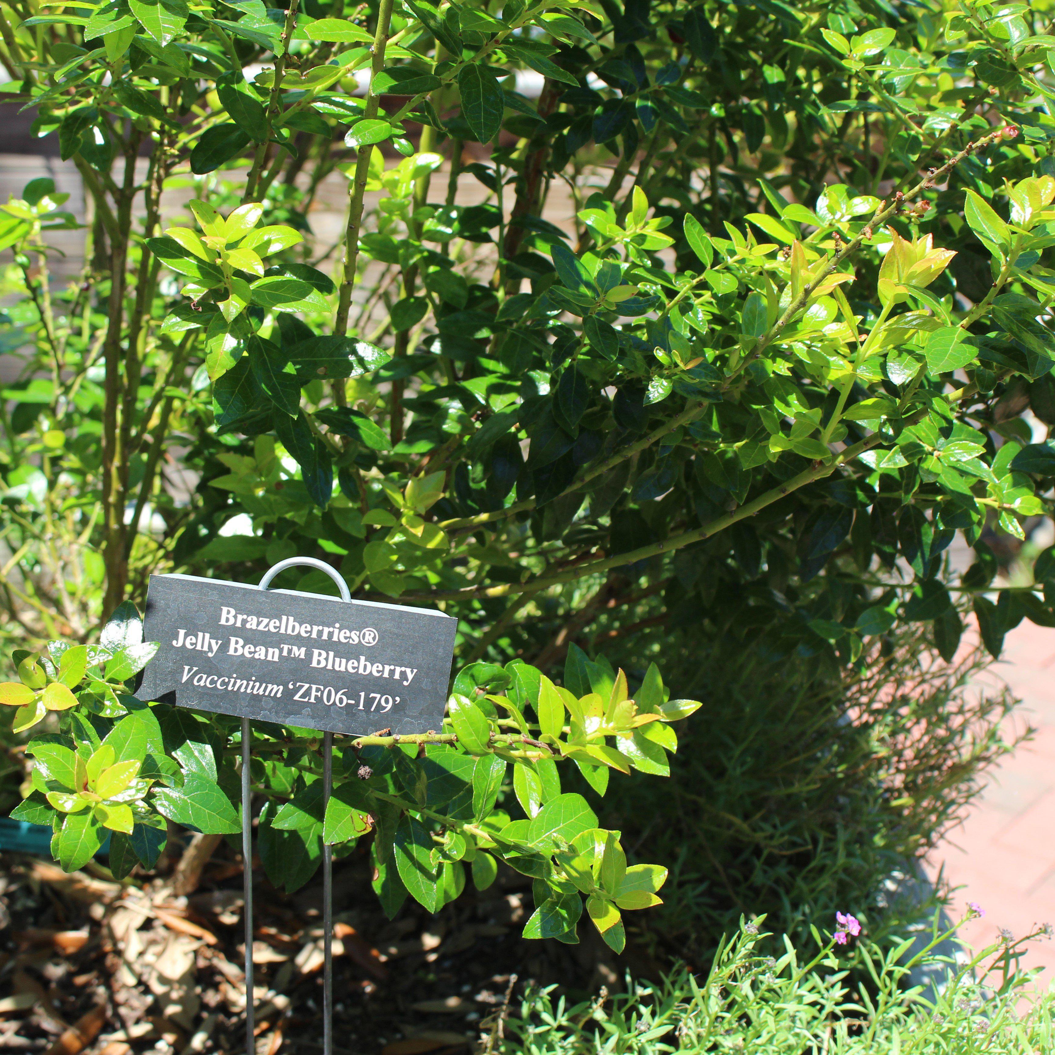 Blueberry Bushel & Berry® Jelly Bean® Potted Blueberry Plant