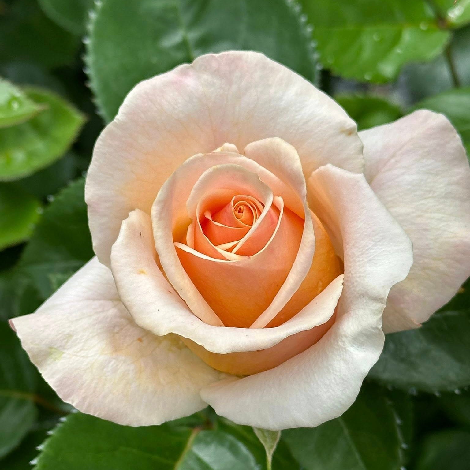 Devotion Bare Root Rose Bush