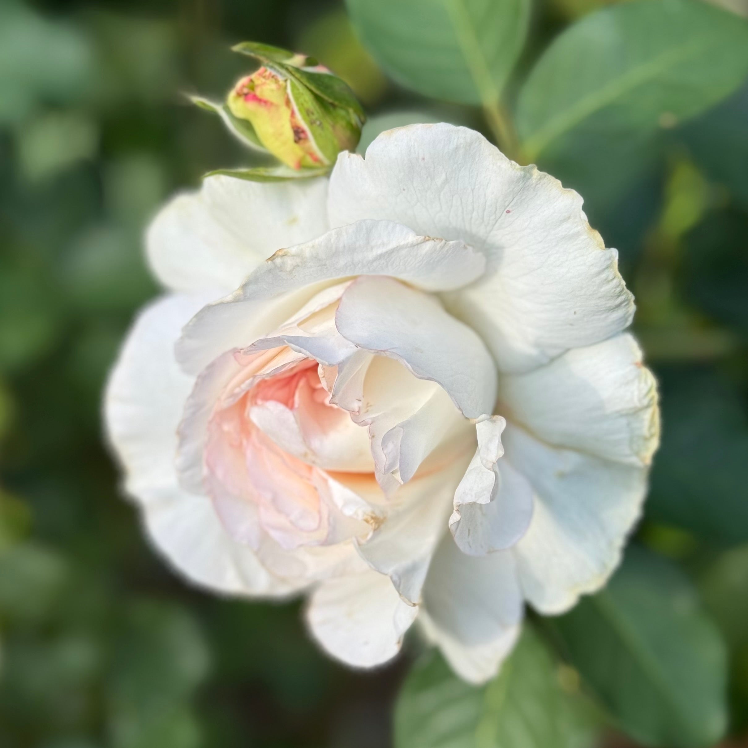 Grace Rose Farm Shirley's Bouquet Rose Bush - Thumbnail 5