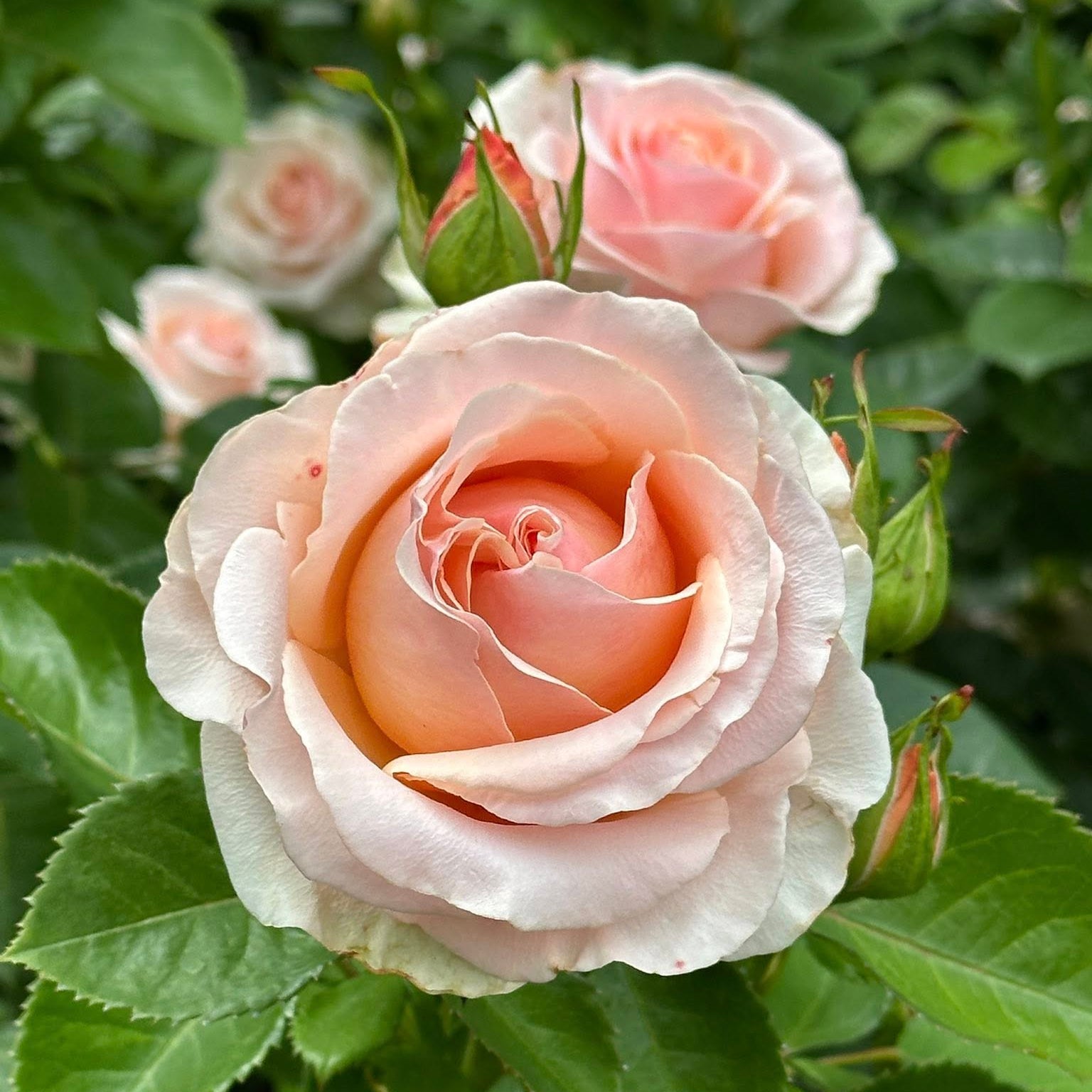 Devotion Bare Root Rose Bush