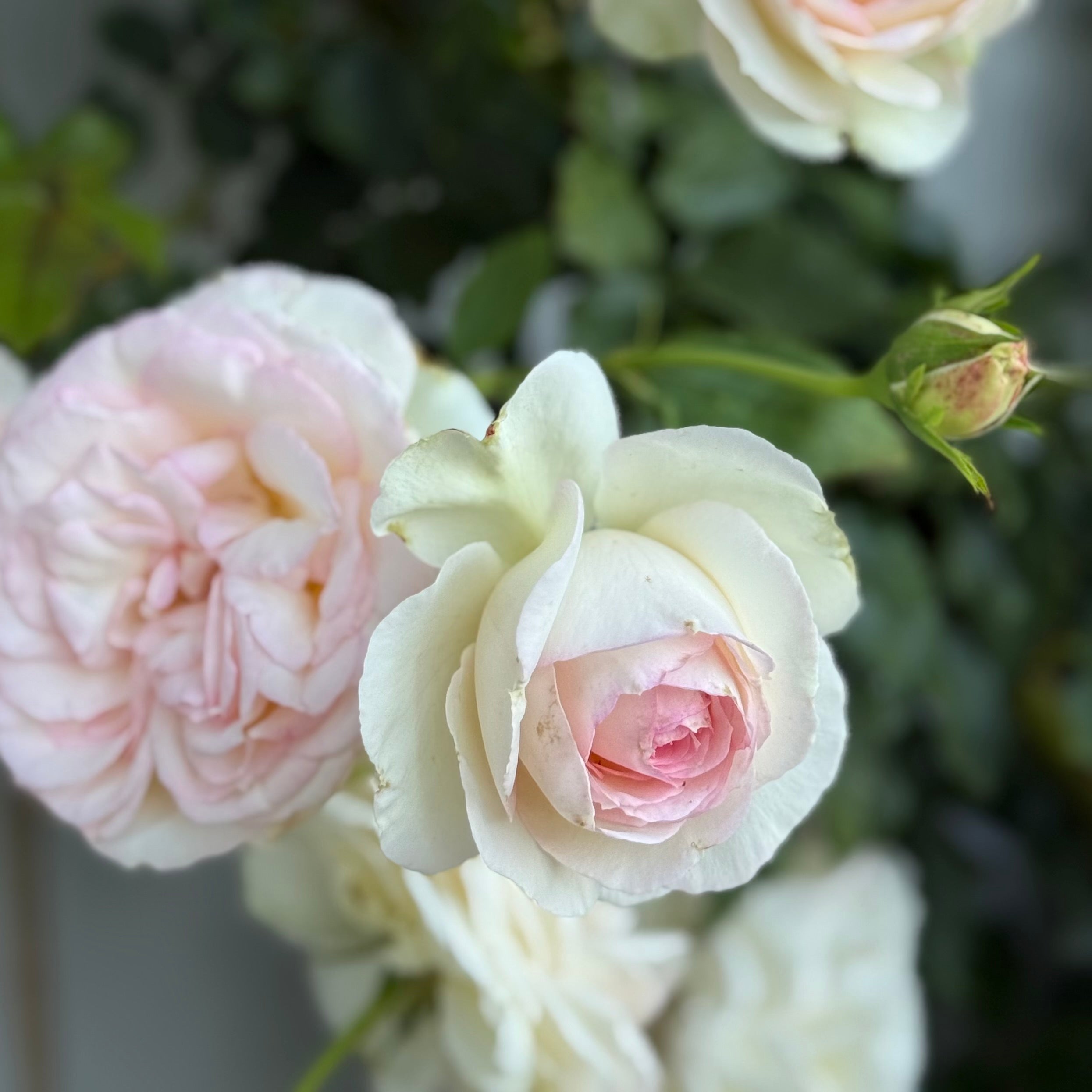 Eden Climber® Potted Climbing Rose