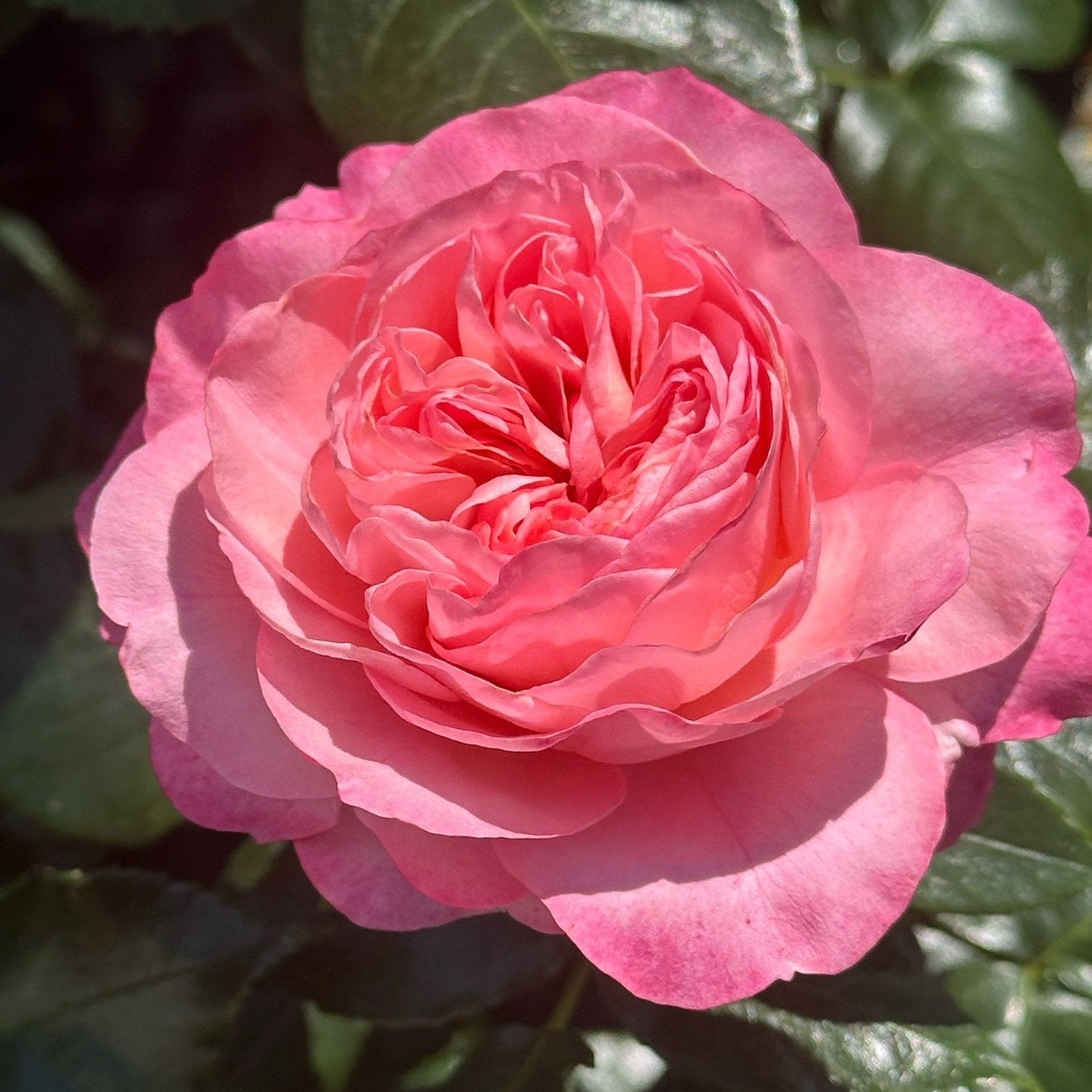 Leap of Faith™ Potted Rose Bush
